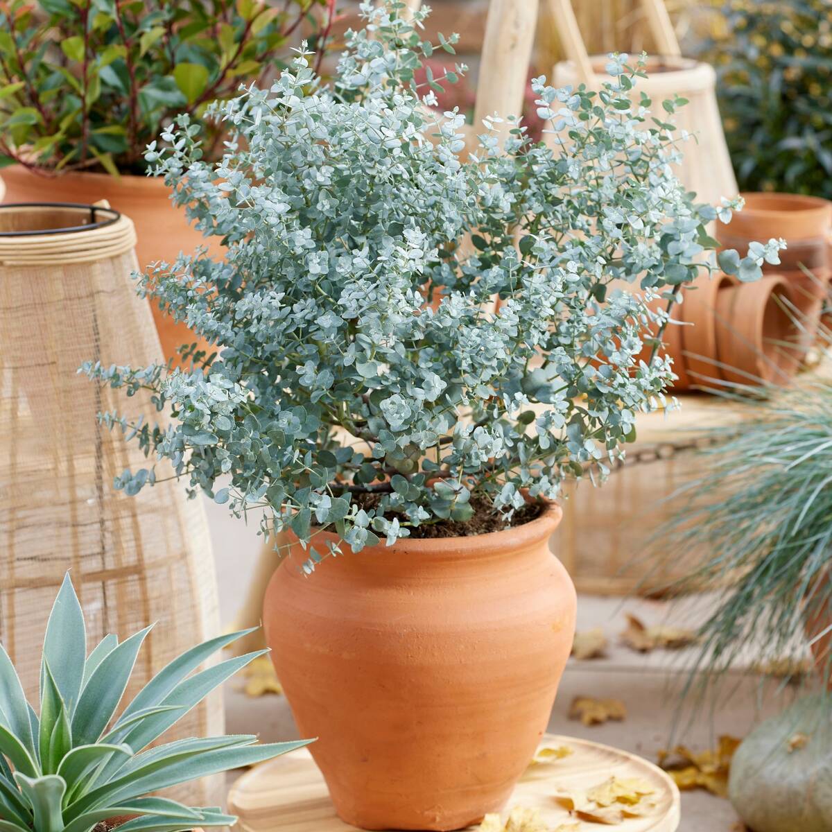 Eukalyptus 'Gunnii'