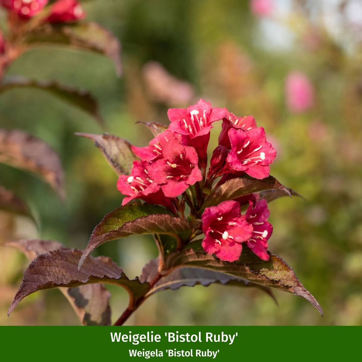 Farbenfrohe Blütenhecke, 5 Pflanzen - Image 3