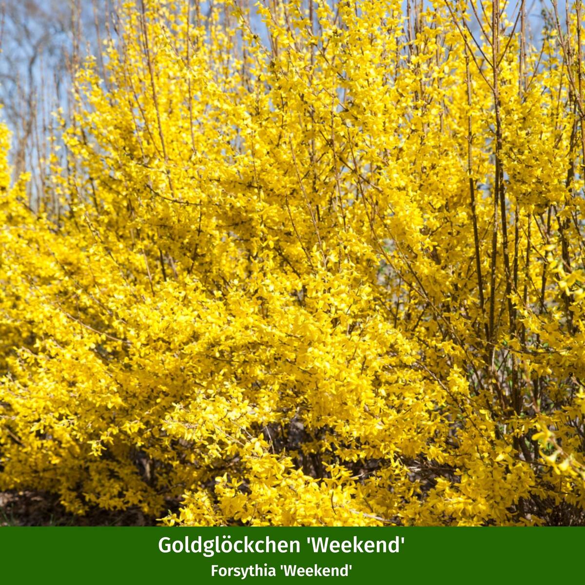 Farbenfrohe Blütenhecke, 5 Pflanzen - Image 5
