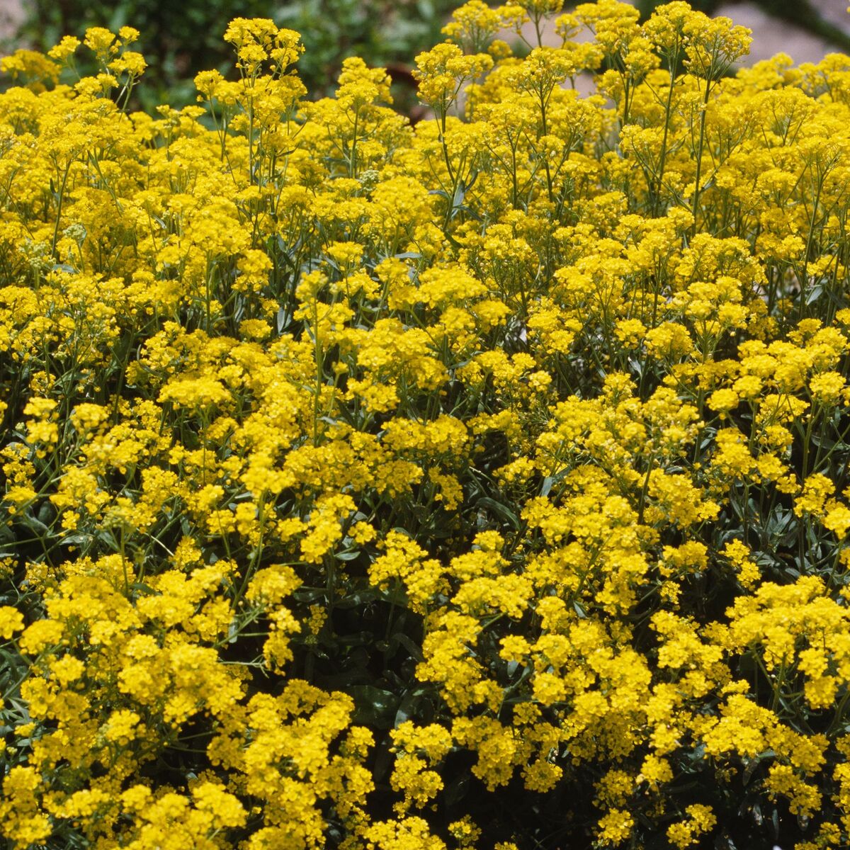 Felsen-Steinkraut 'Goldkugel'