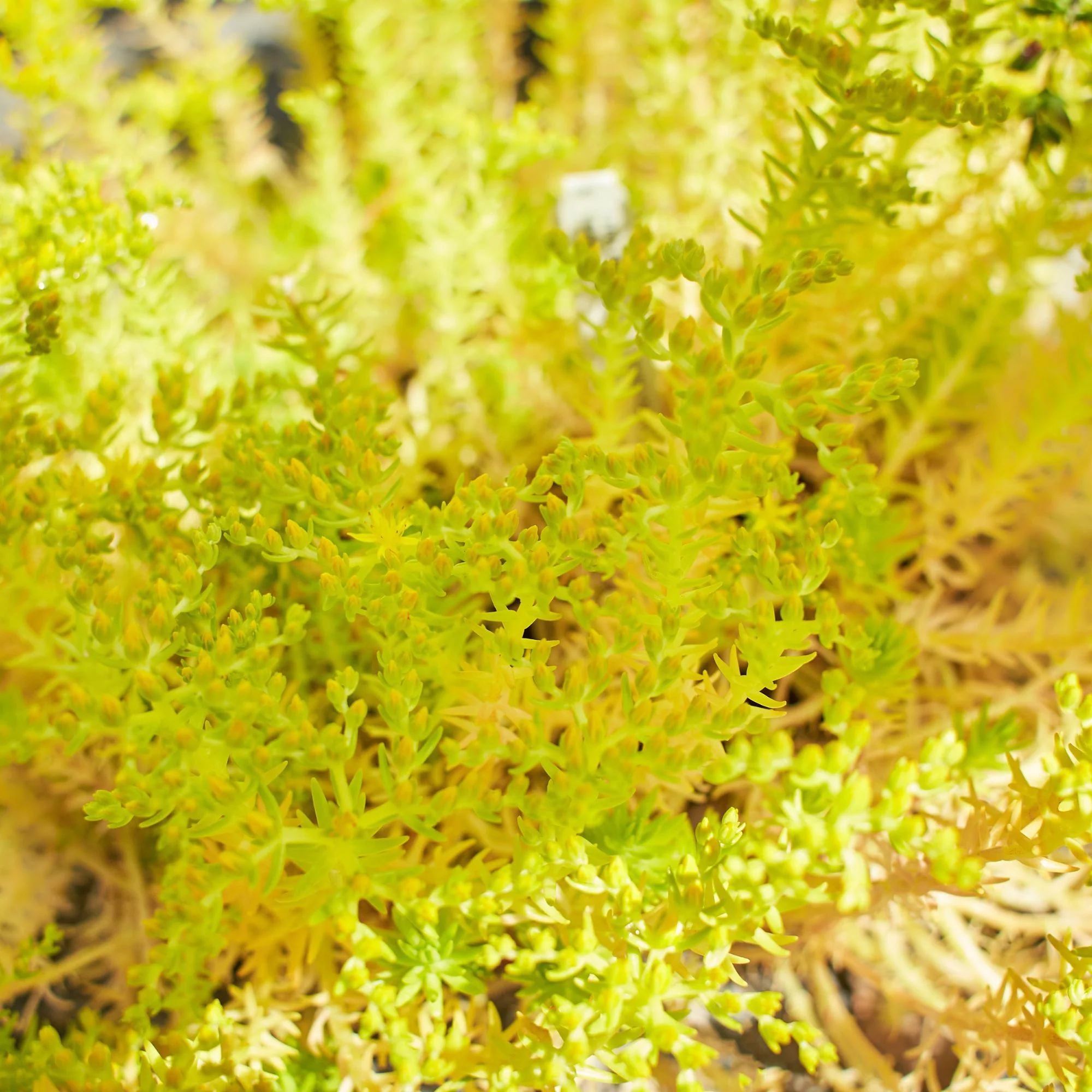 Fetthenne 'Yellow Bouquet' - Image 2