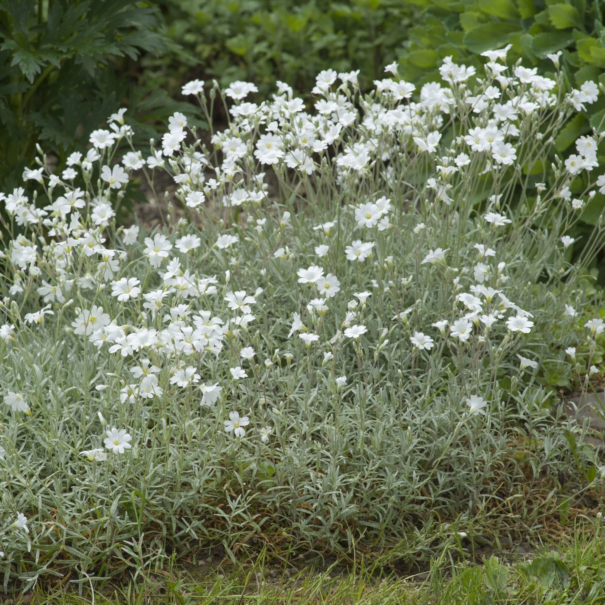 Filziges Hornkraut 'Silberteppich'