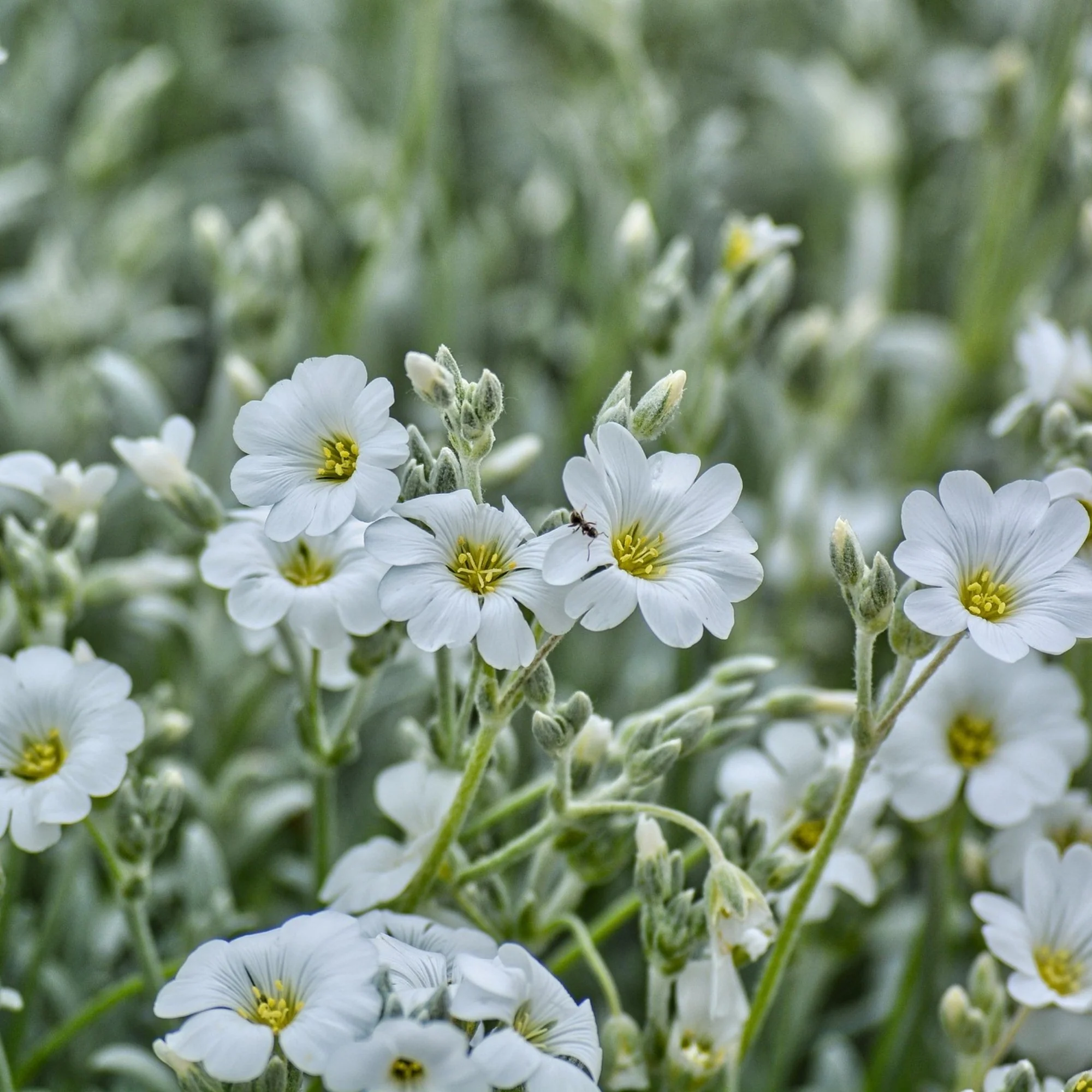 Filziges Hornkraut 'Silberteppich' - Image 3