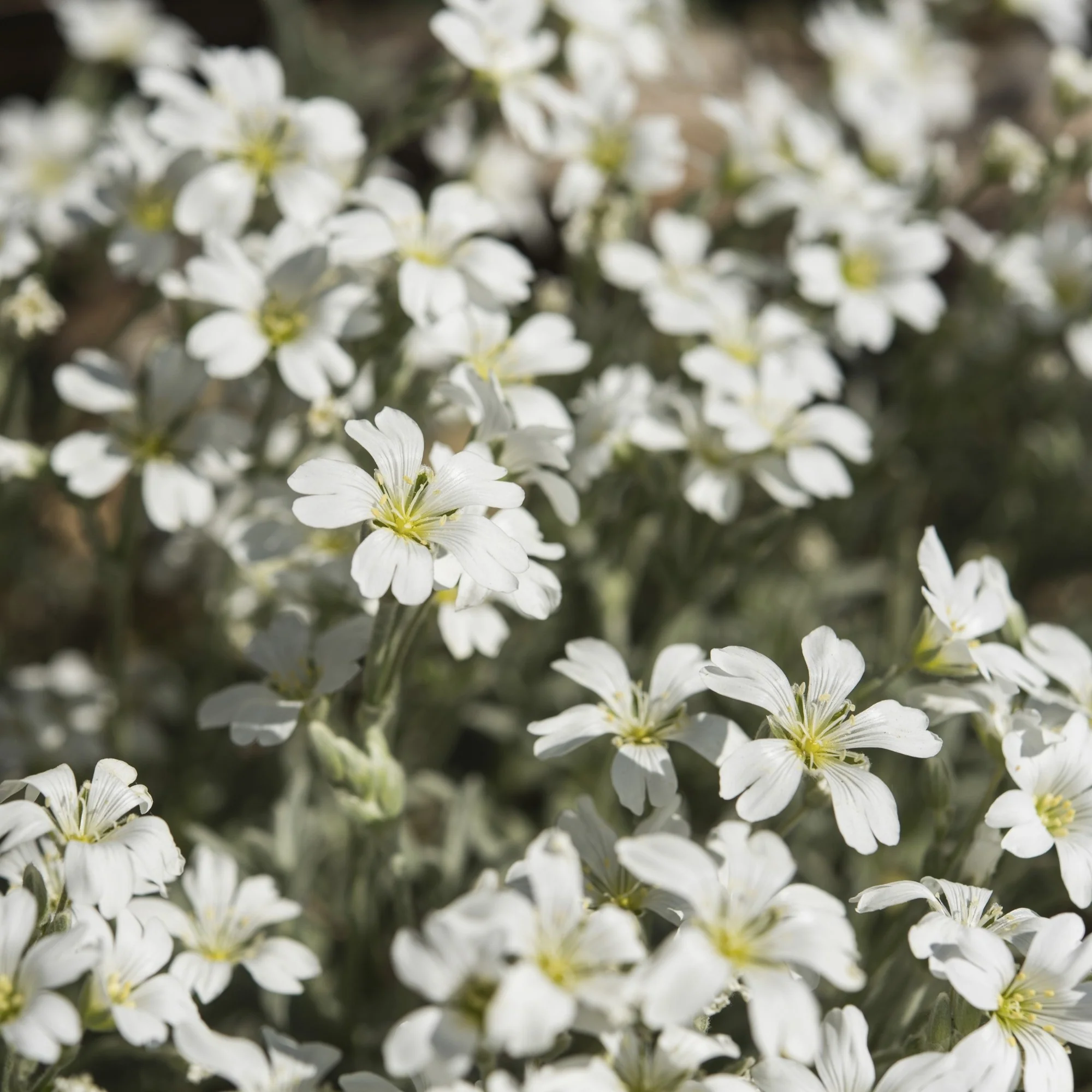 Filziges Hornkraut 'Silberteppich' - Image 4