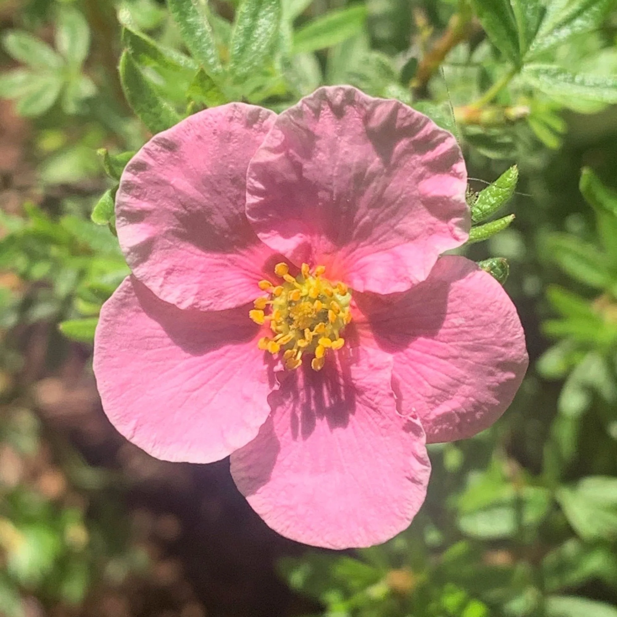 Fingerstrauch 'Bella Rosa'ⓢ - Image 3