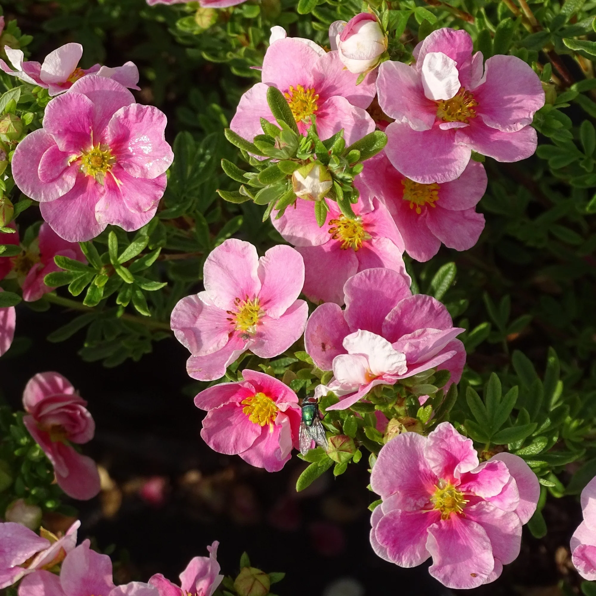 Fingerstrauch 'Bella Rosa'ⓢ - Image 4