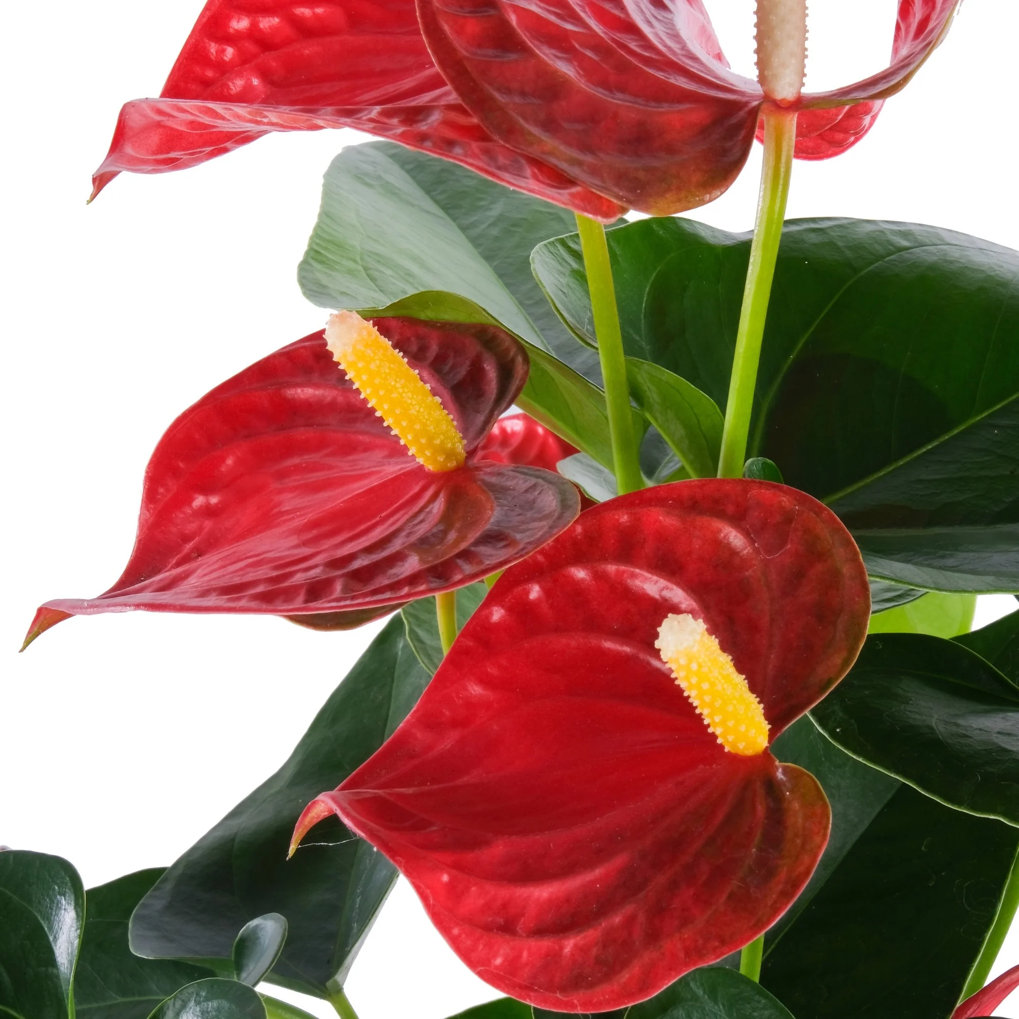 Flamingoblume 'Bambino' - Image 3