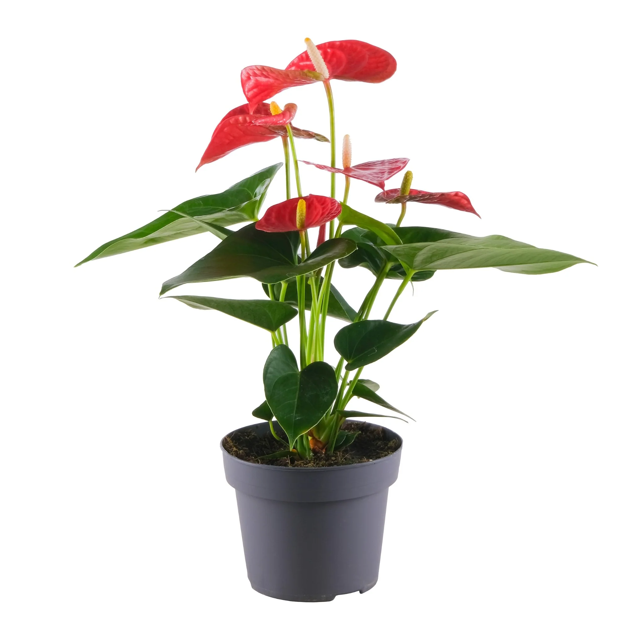 Flamingoblume 'Bambino' - Image 4