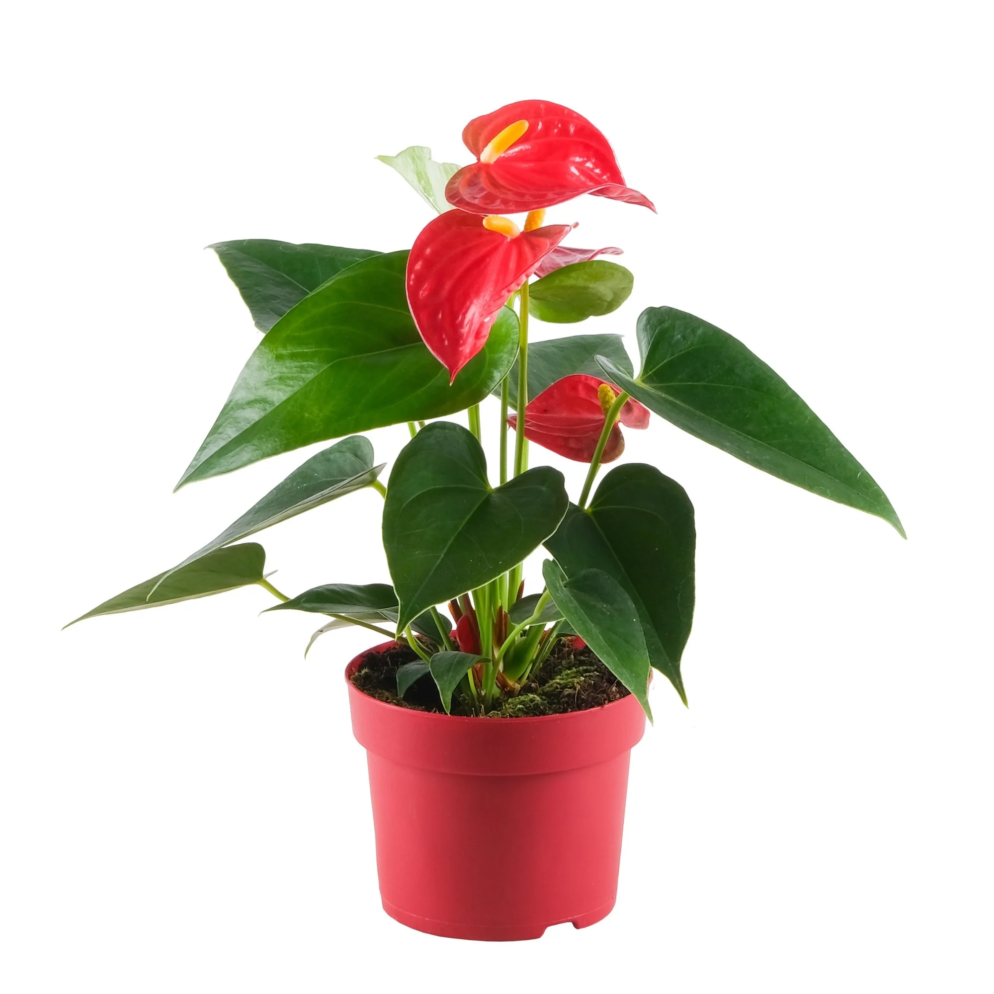 Flamingoblume 'Bambino' - Image 5