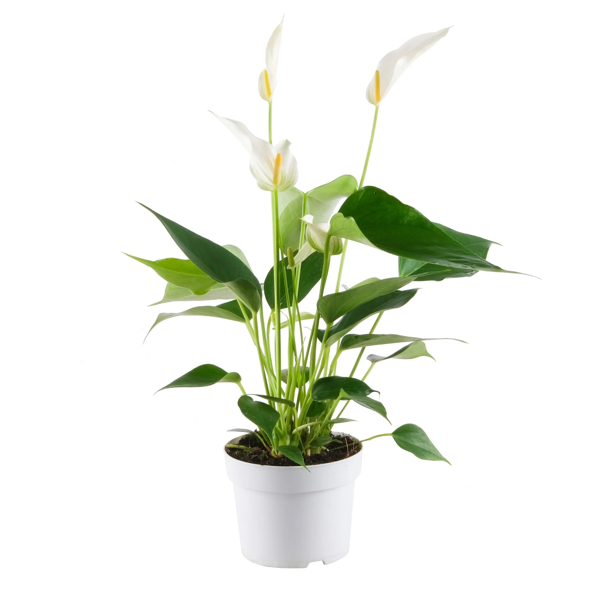 Flamingoblume 'Banderola Cava' - Image 2