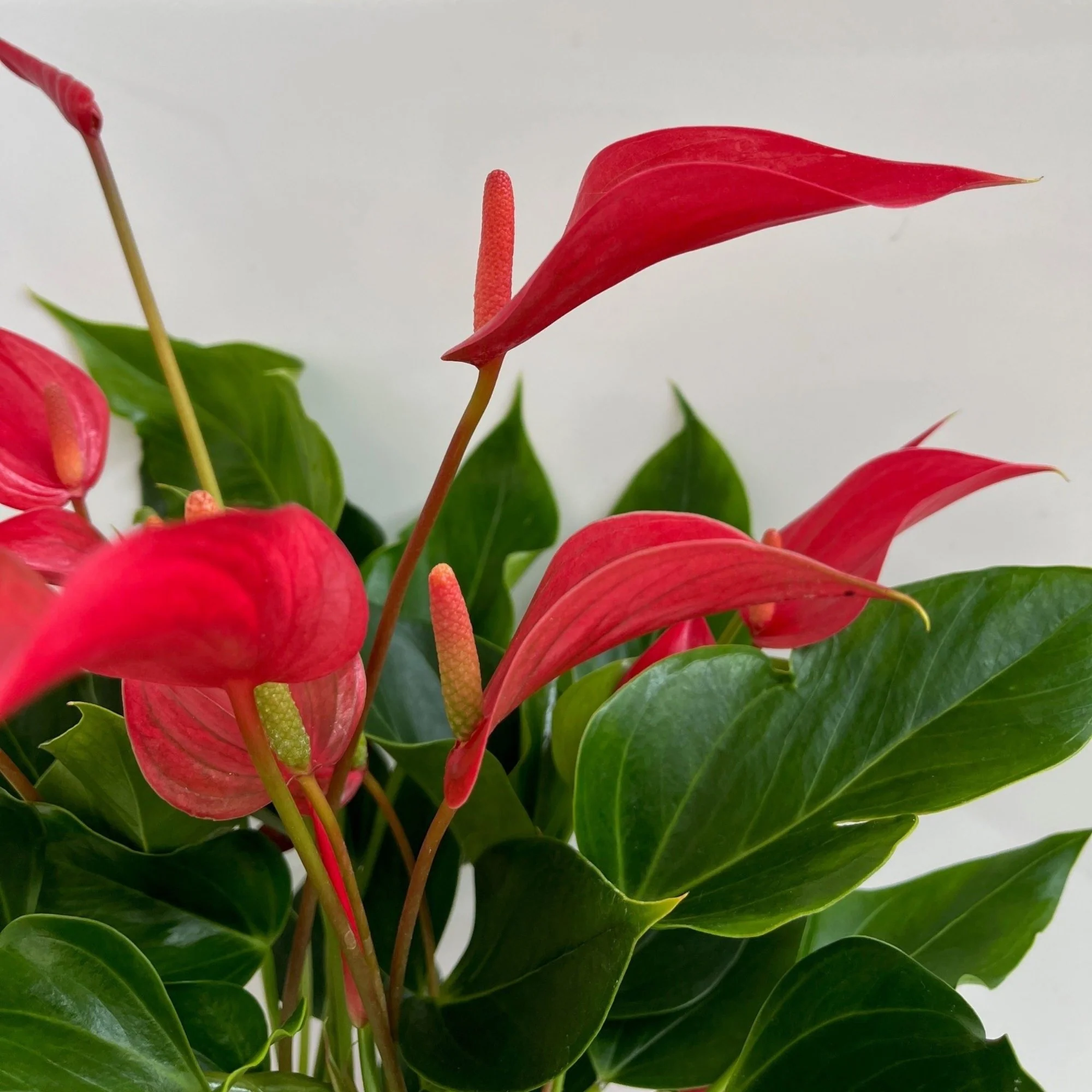 Flamingoblume 'Banderola Roya' - Image 4
