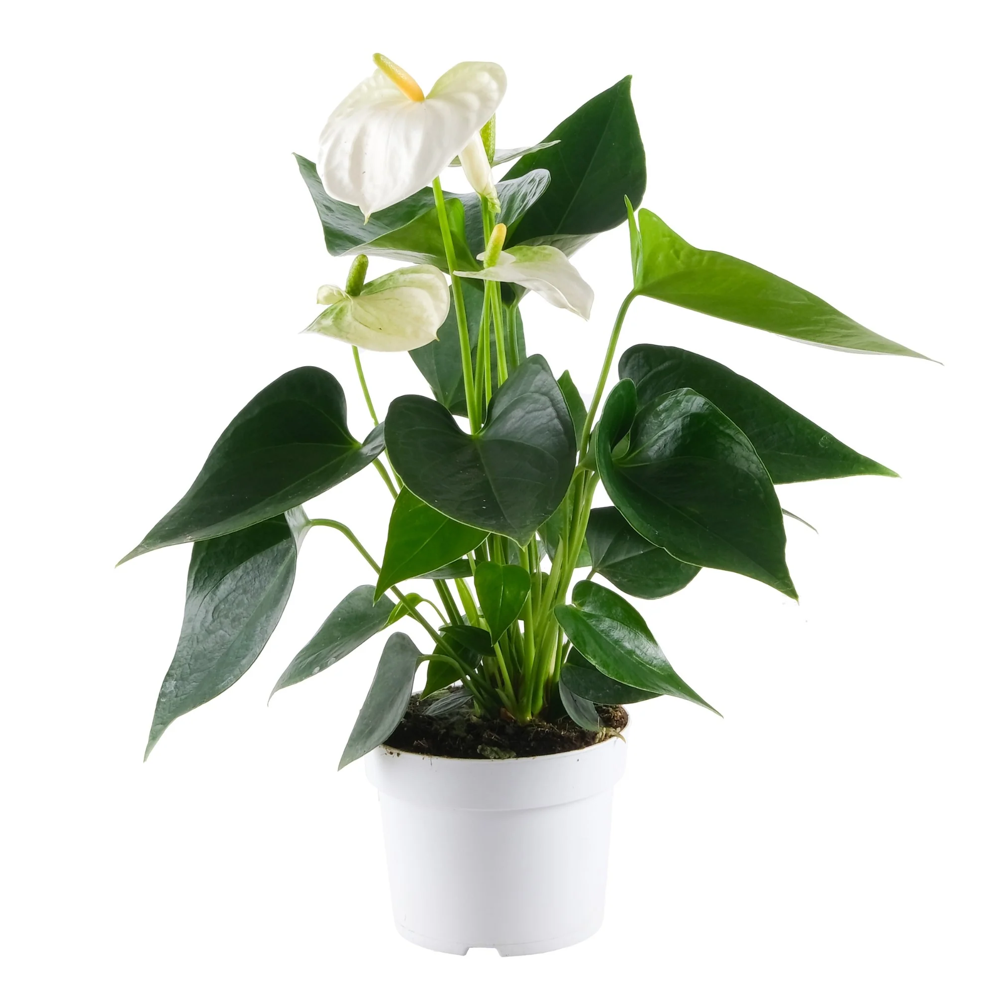 Flamingoblume 'Cocos' - Image 2
