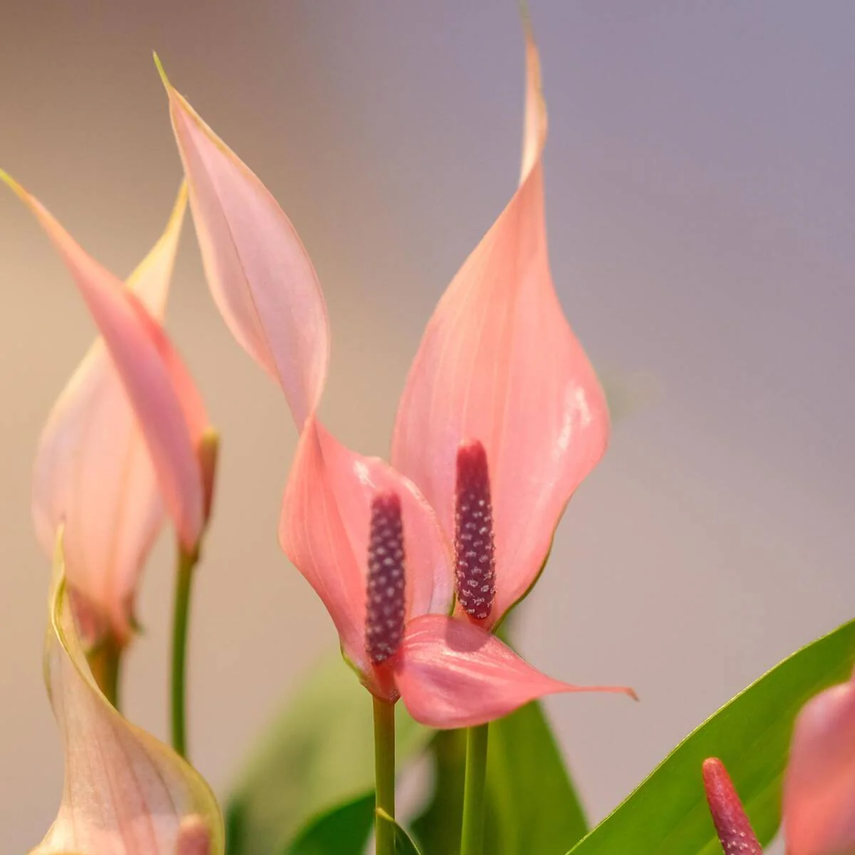 Flamingoblume 'Lilli' - Image 3