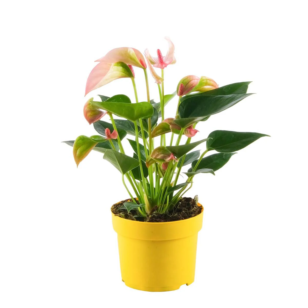 Flamingoblume 'Matata' - Image 4