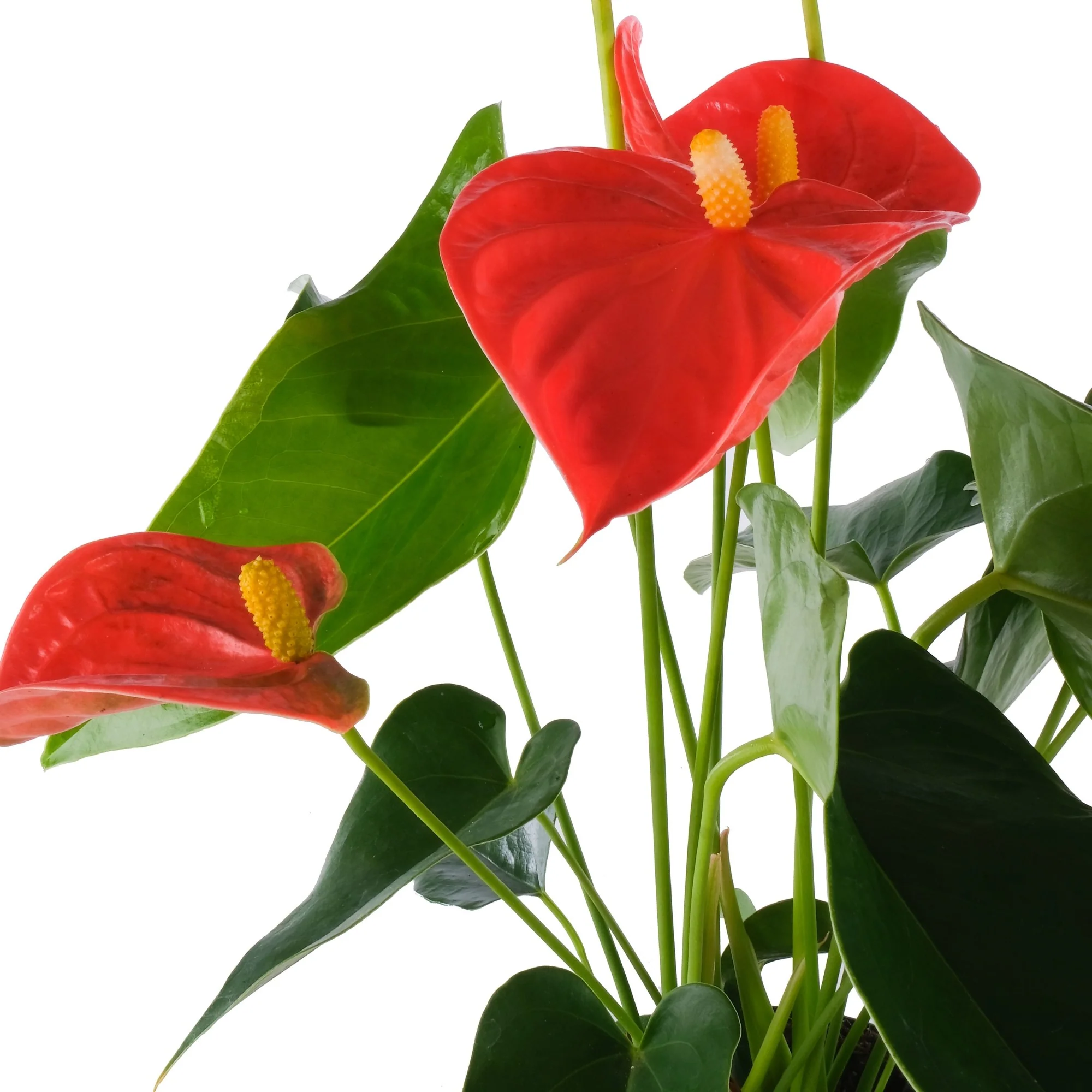 Flamingoblume 'Sierra Orange' - Image 2