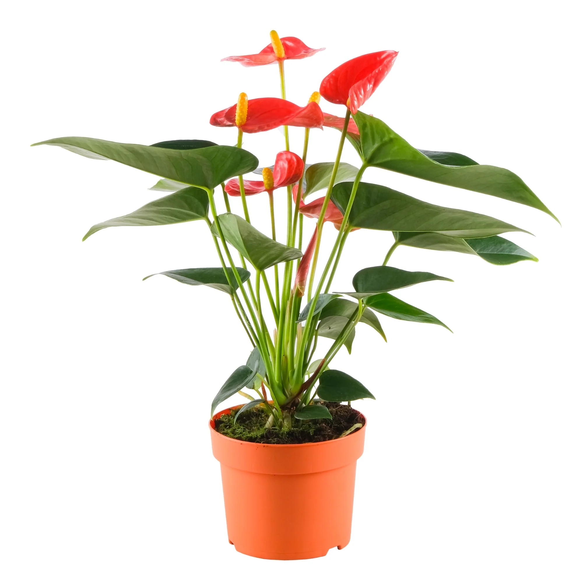 Flamingoblume 'Solara' - Image 2