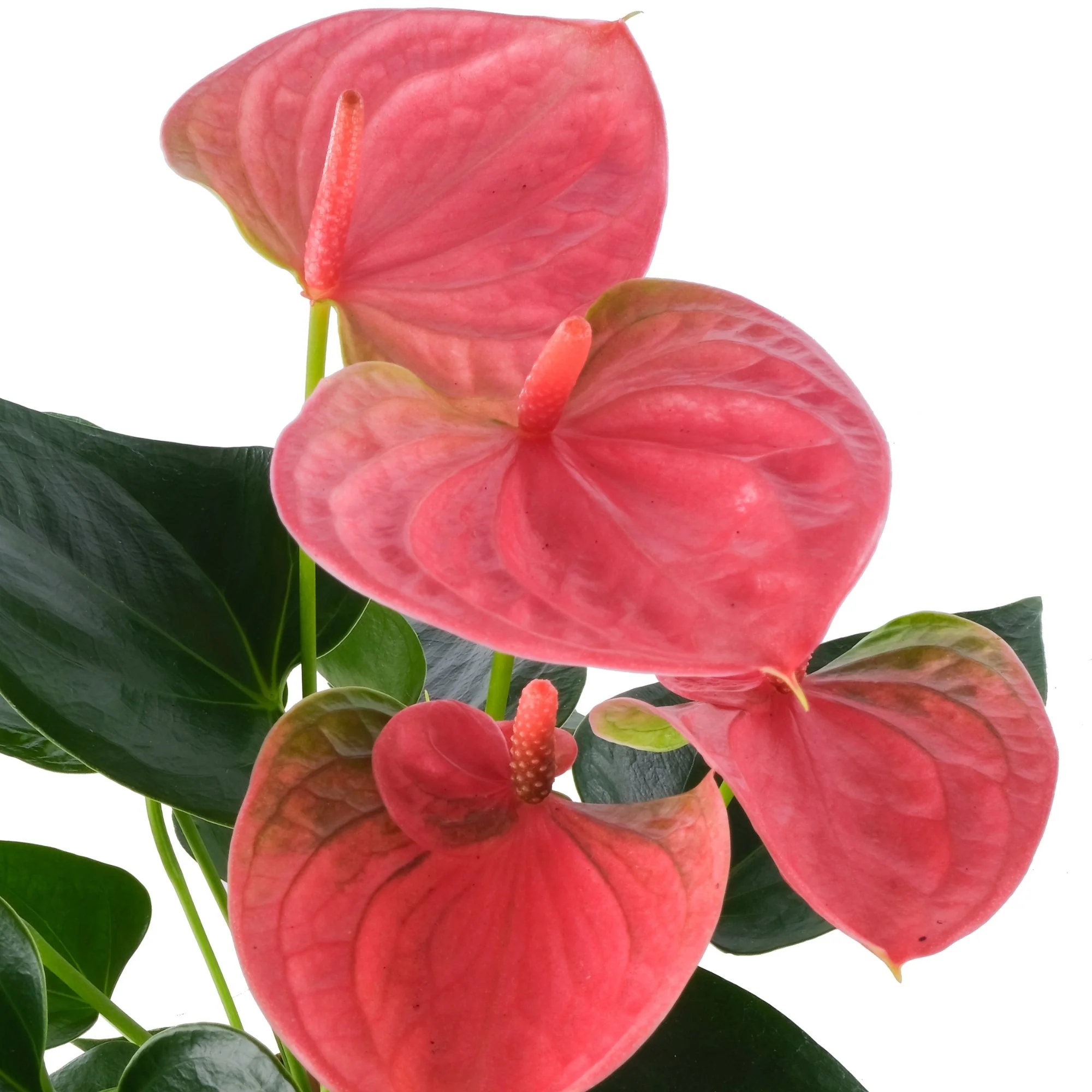 Flamingoblume 'Sweet Dream' - Image 2