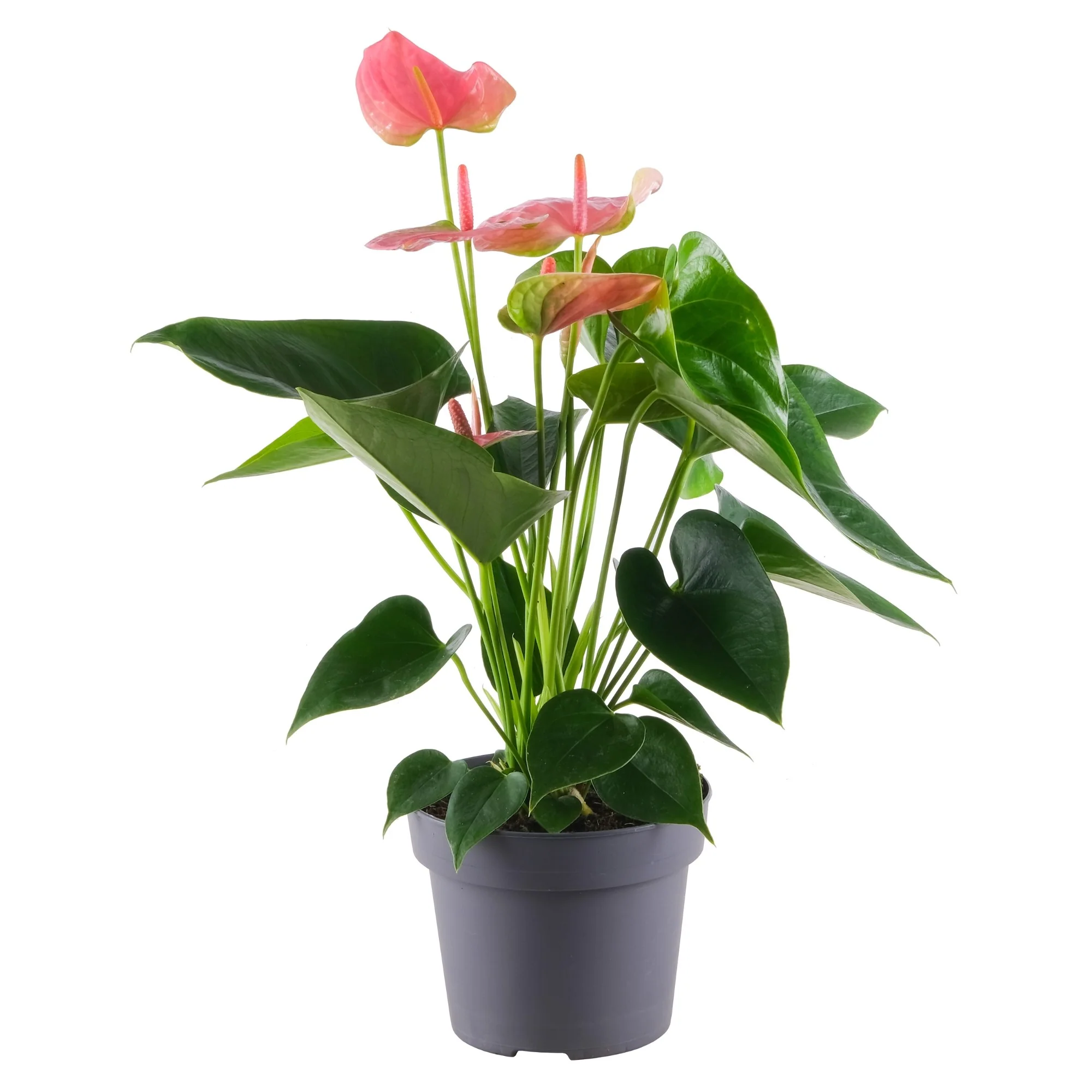 Flamingoblume 'Sweet Dream' - Image 3