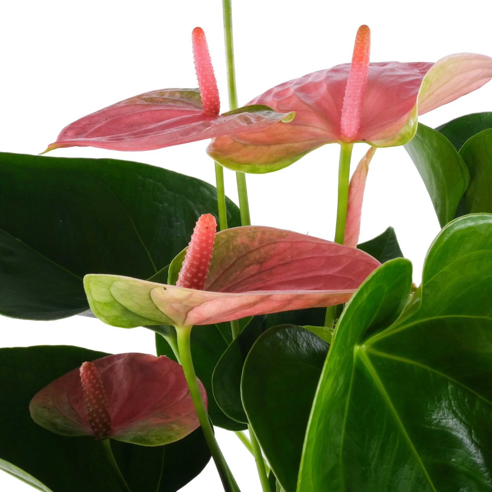 Flamingoblume 'Sweet Dream' - Image 4