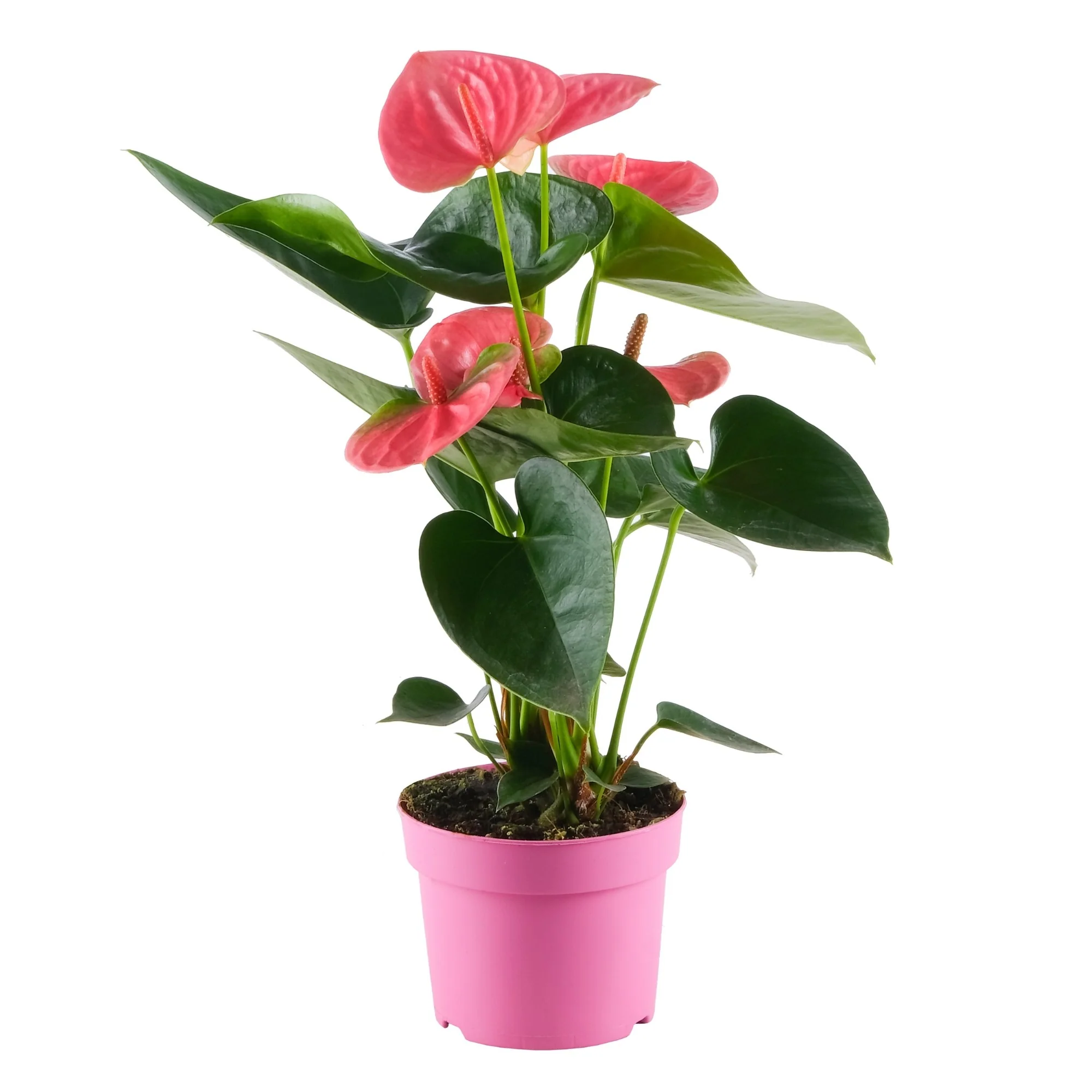 Flamingoblume 'Sweet Dream' - Image 5