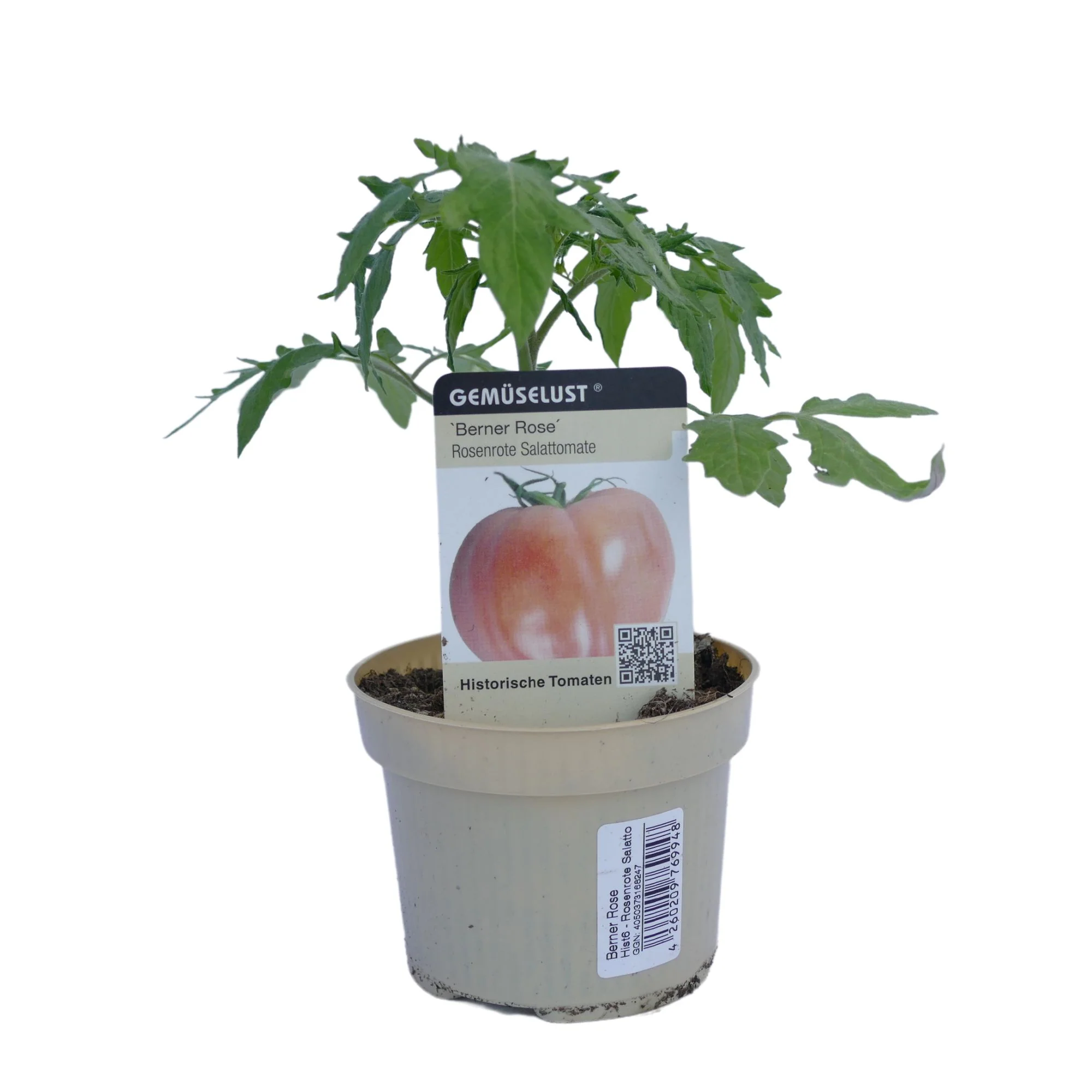 Fleischtomate 'Berner Rose' - Image 2