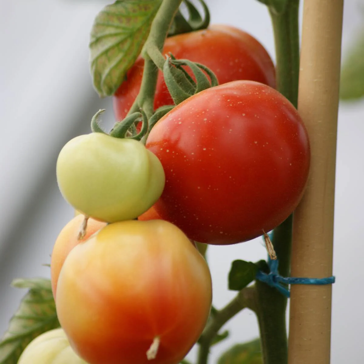 Fleischtomate 'Marmande'