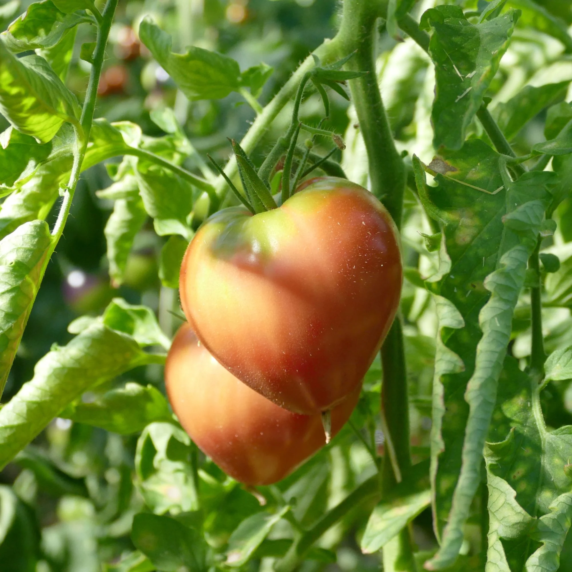 Tomate 'Ochsenherz'