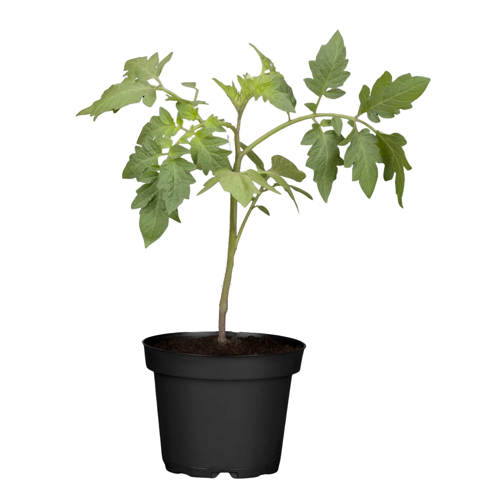 Fleischtomate, veredelt - Image 3