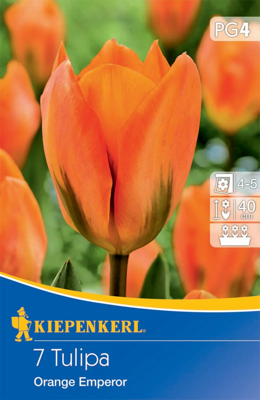 Fosteriana-Tulpe 'Orange Emperor', 7 Zwiebeln - Image 2