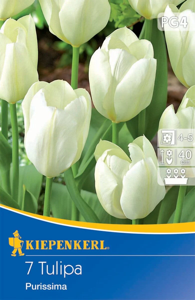 Fosteriana-Tulpe 'Purissima', 7 Zwiebeln