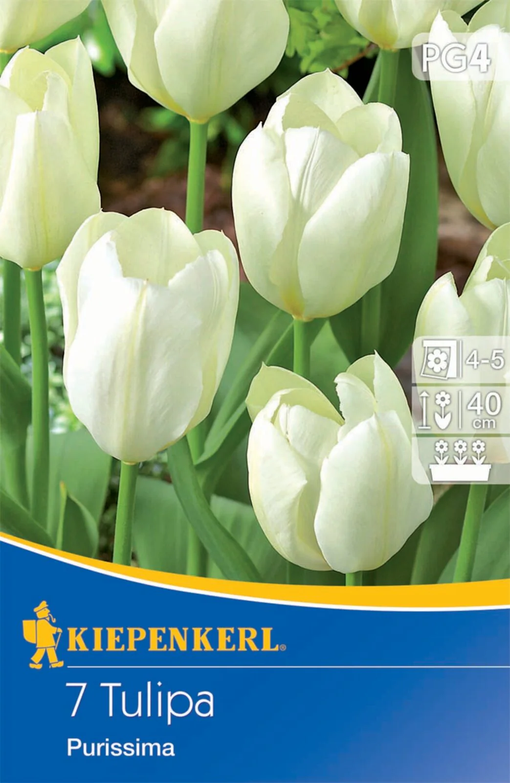 Fosteriana-Tulpe 'Purissima', 7 Zwiebeln - Image 2