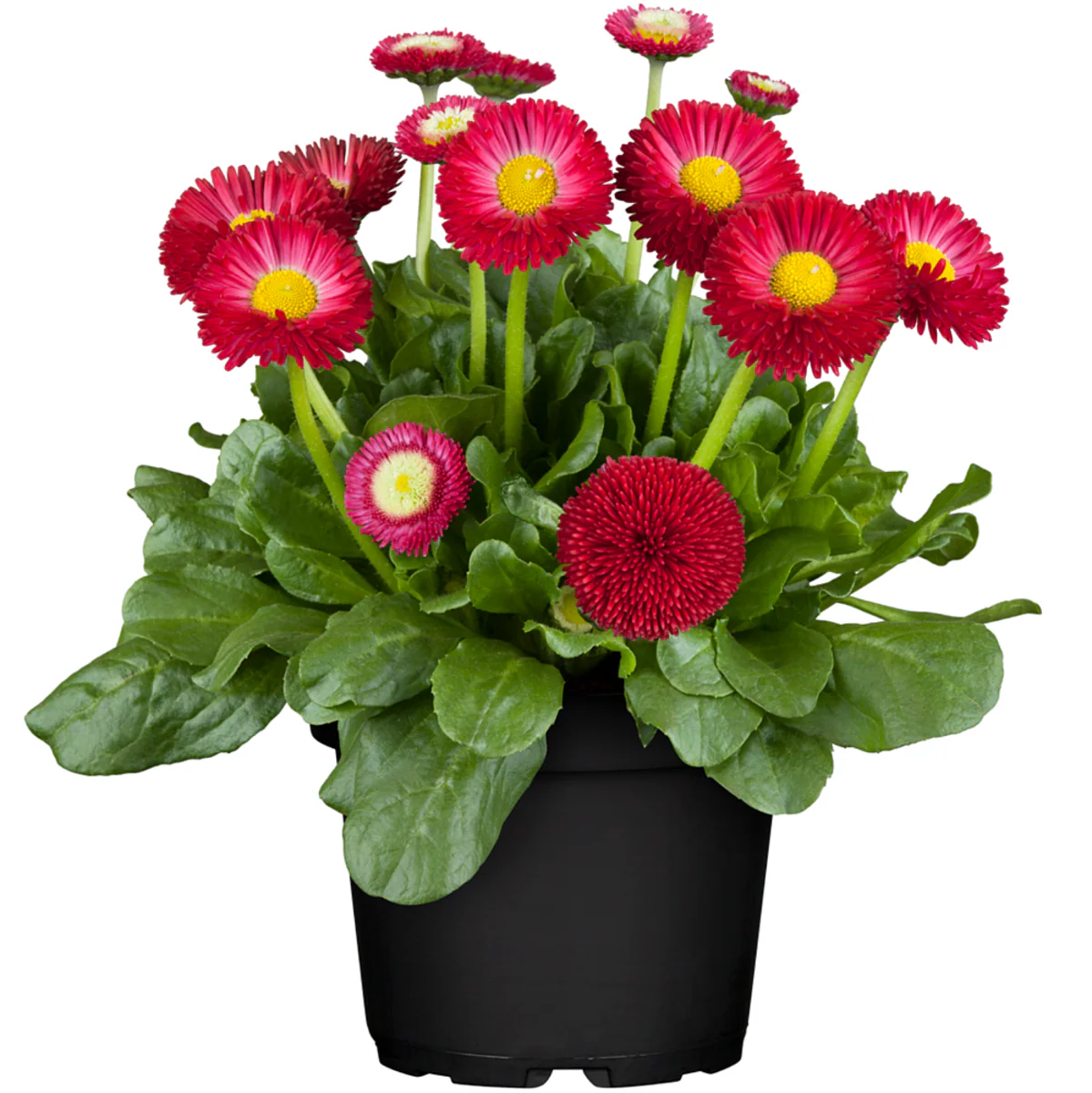 Gänseblümchen - Image 6