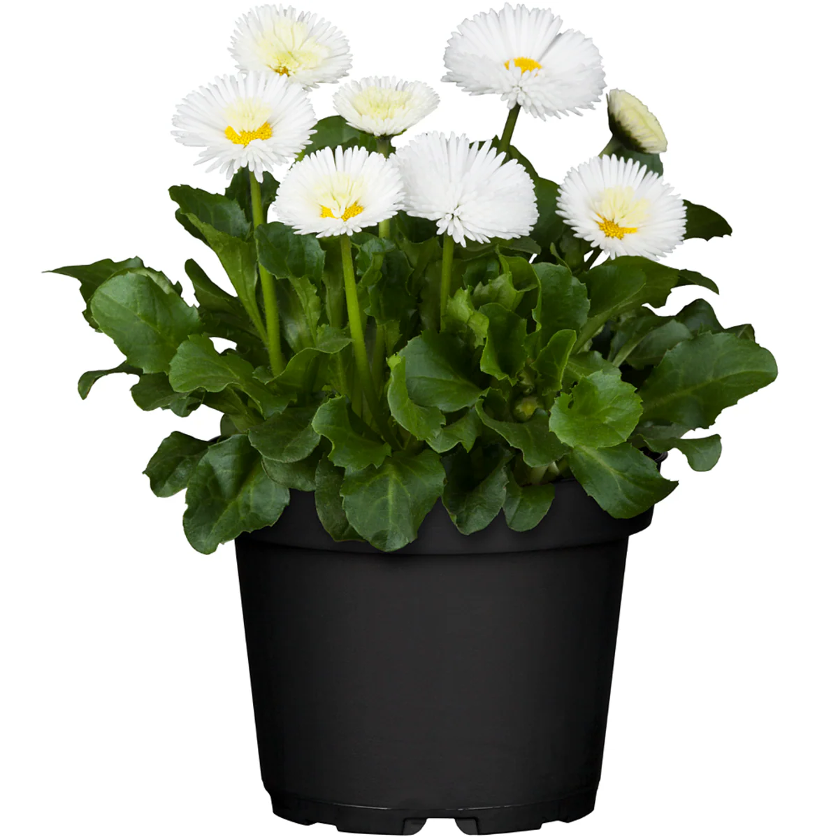 Gänseblümchen - Image 7