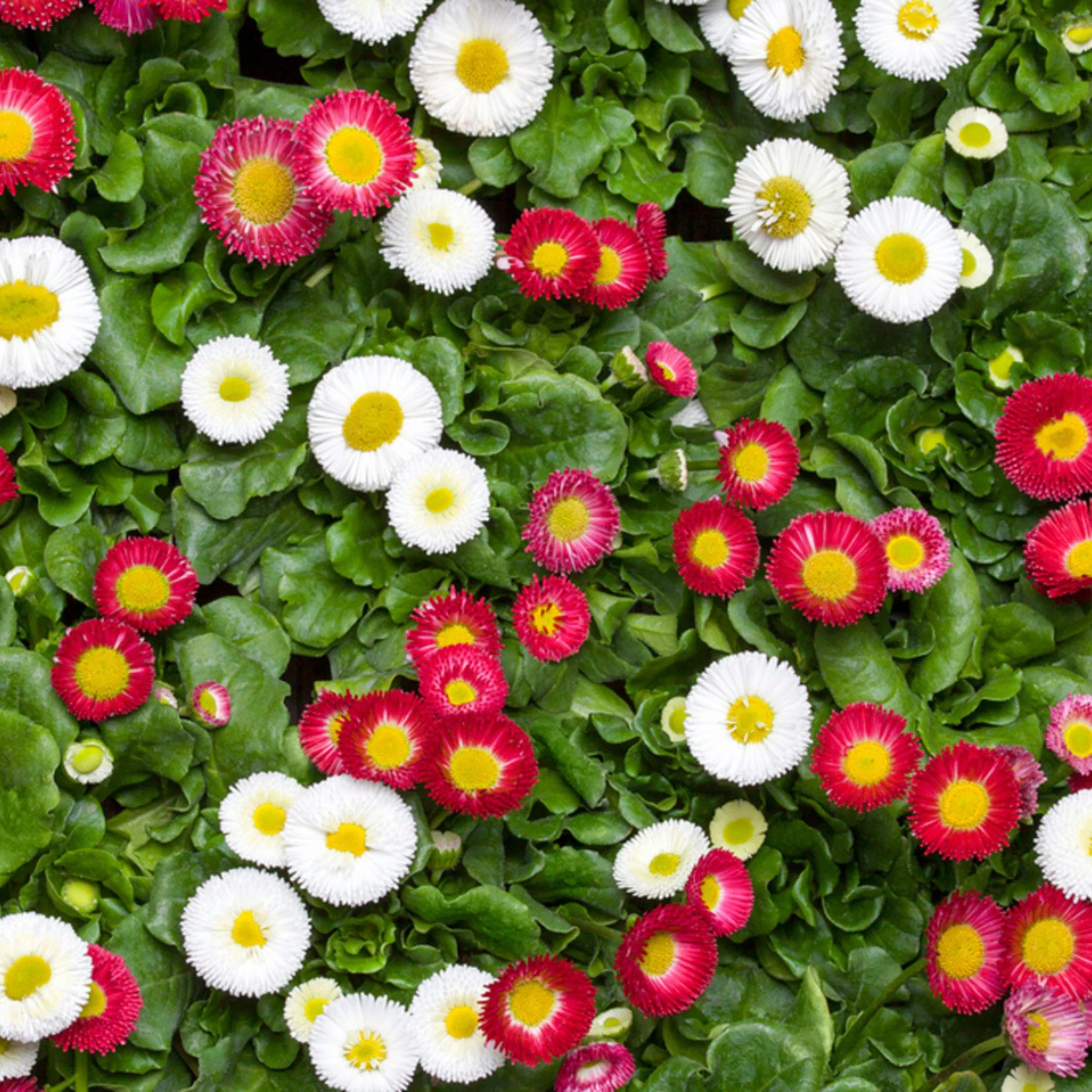 Gänseblümchen, Duo - Image 2