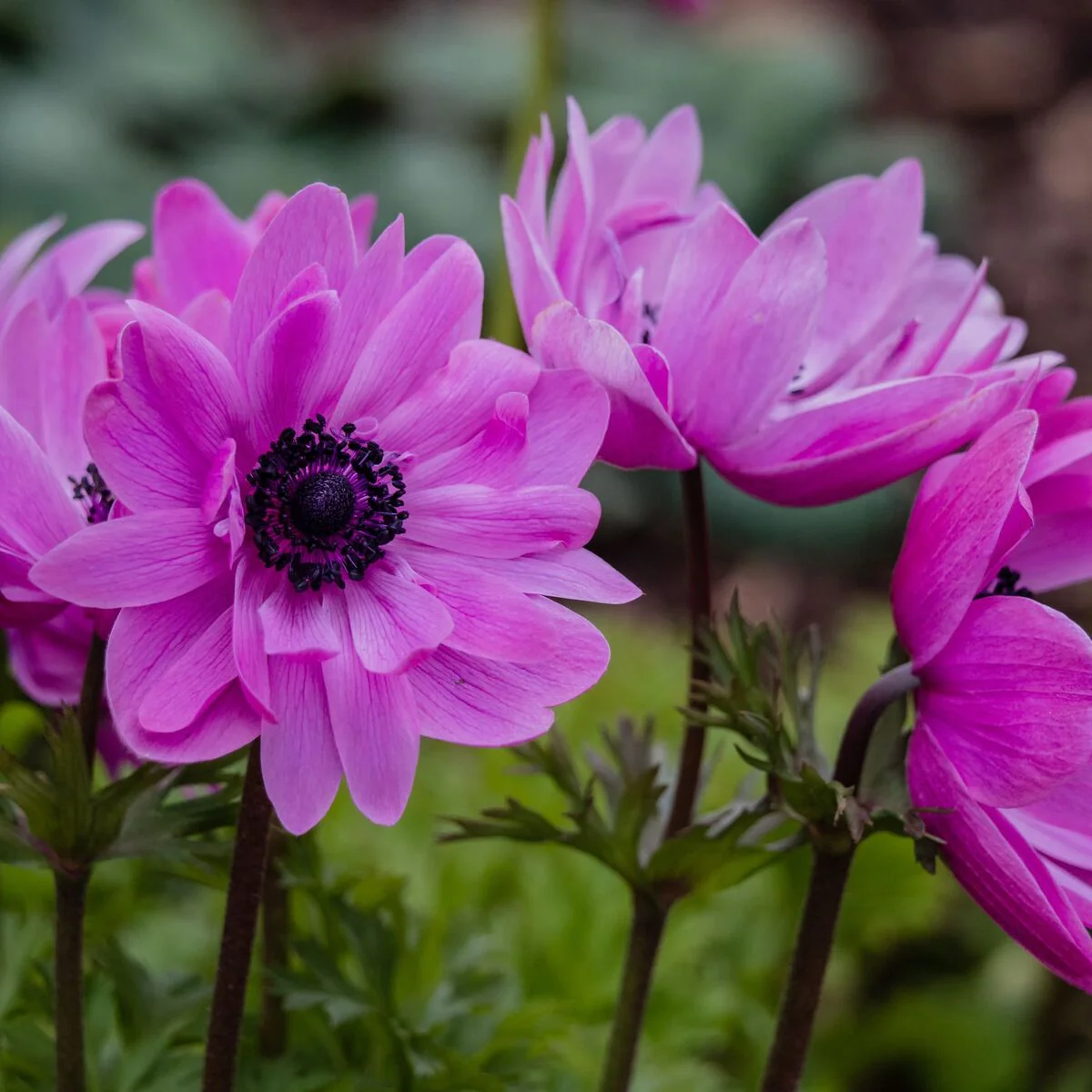 Garten-Anemone