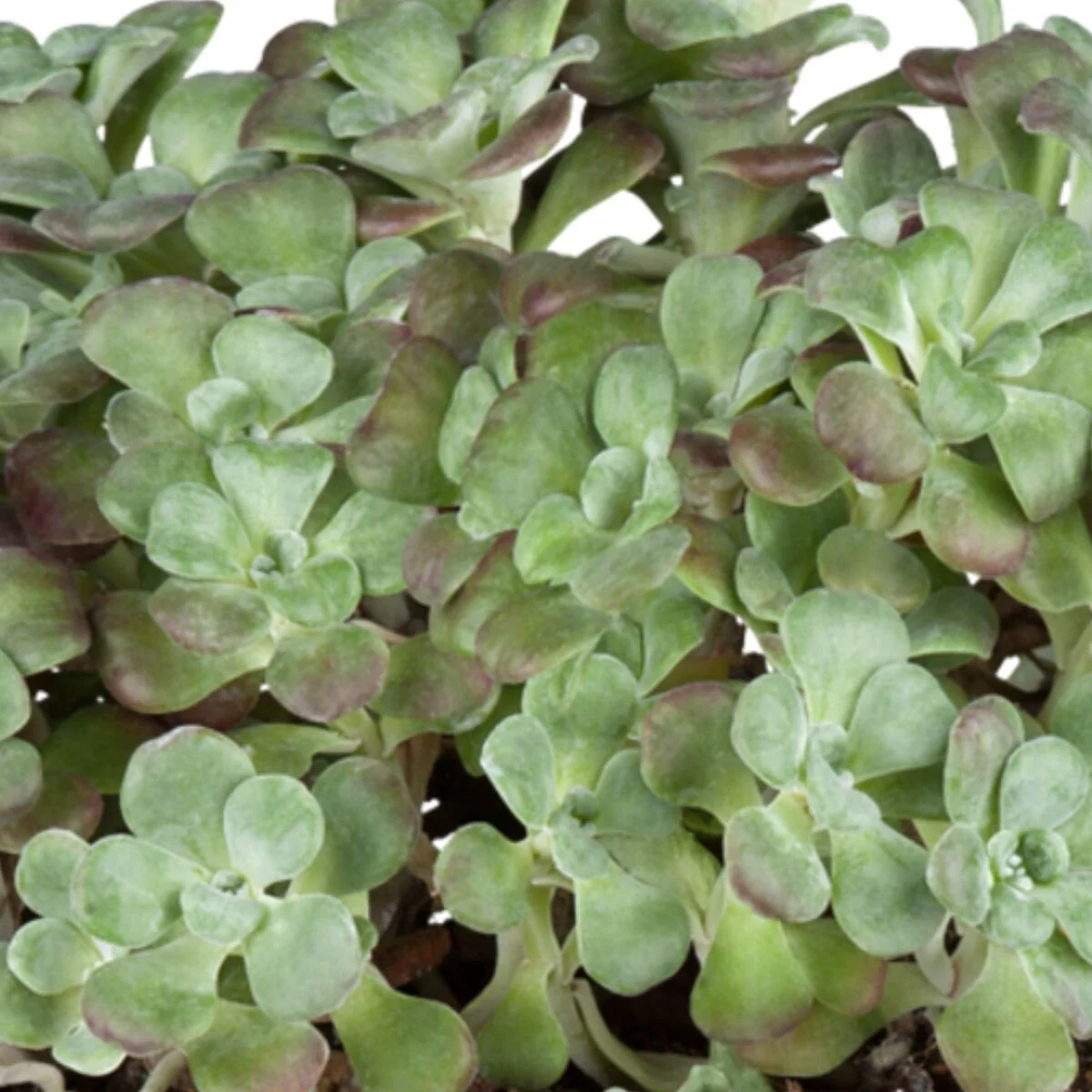 Garten-Fetthenne 'Purpureum'