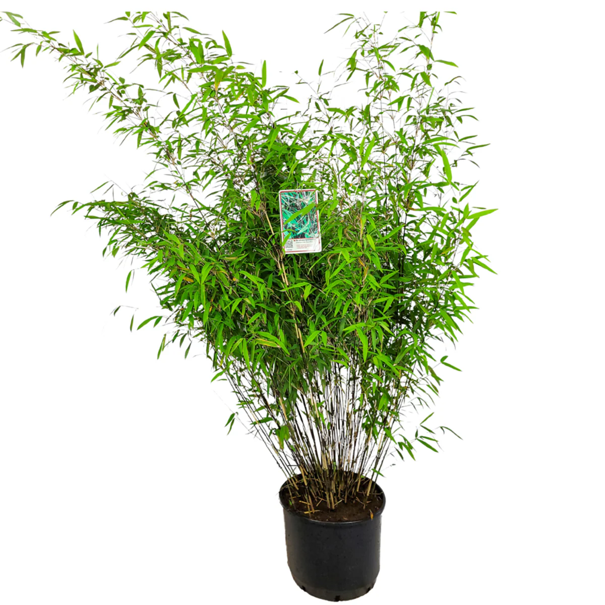 Gartenbambus 'Black Pearl' - Image 3