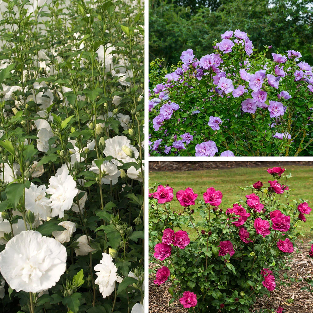 Gartenhibiskus, 3 Pflanzen