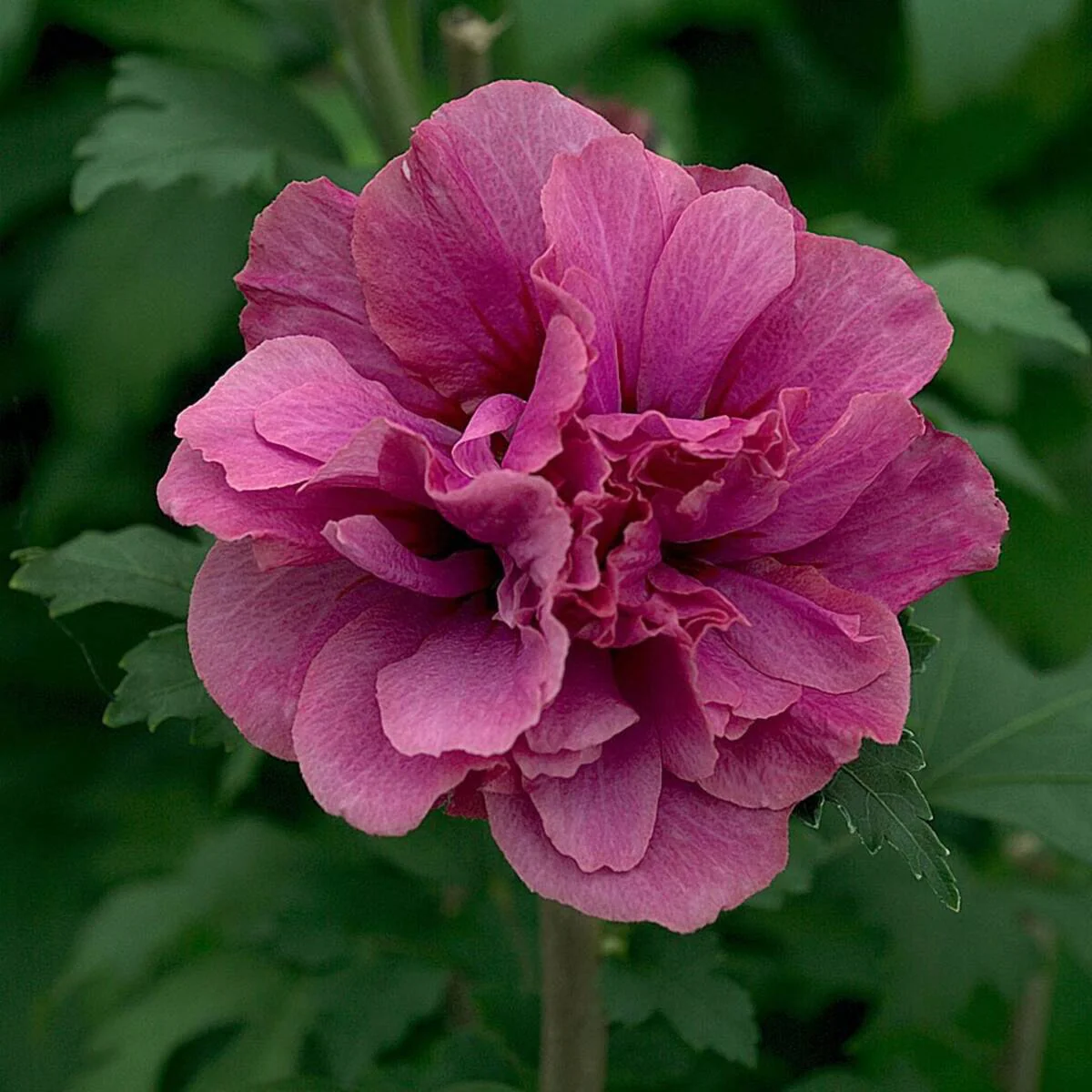 Gartenhibiskus - Image 3