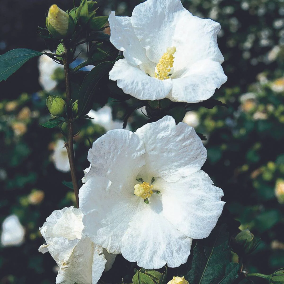 Gartenhibiskus - Image 4