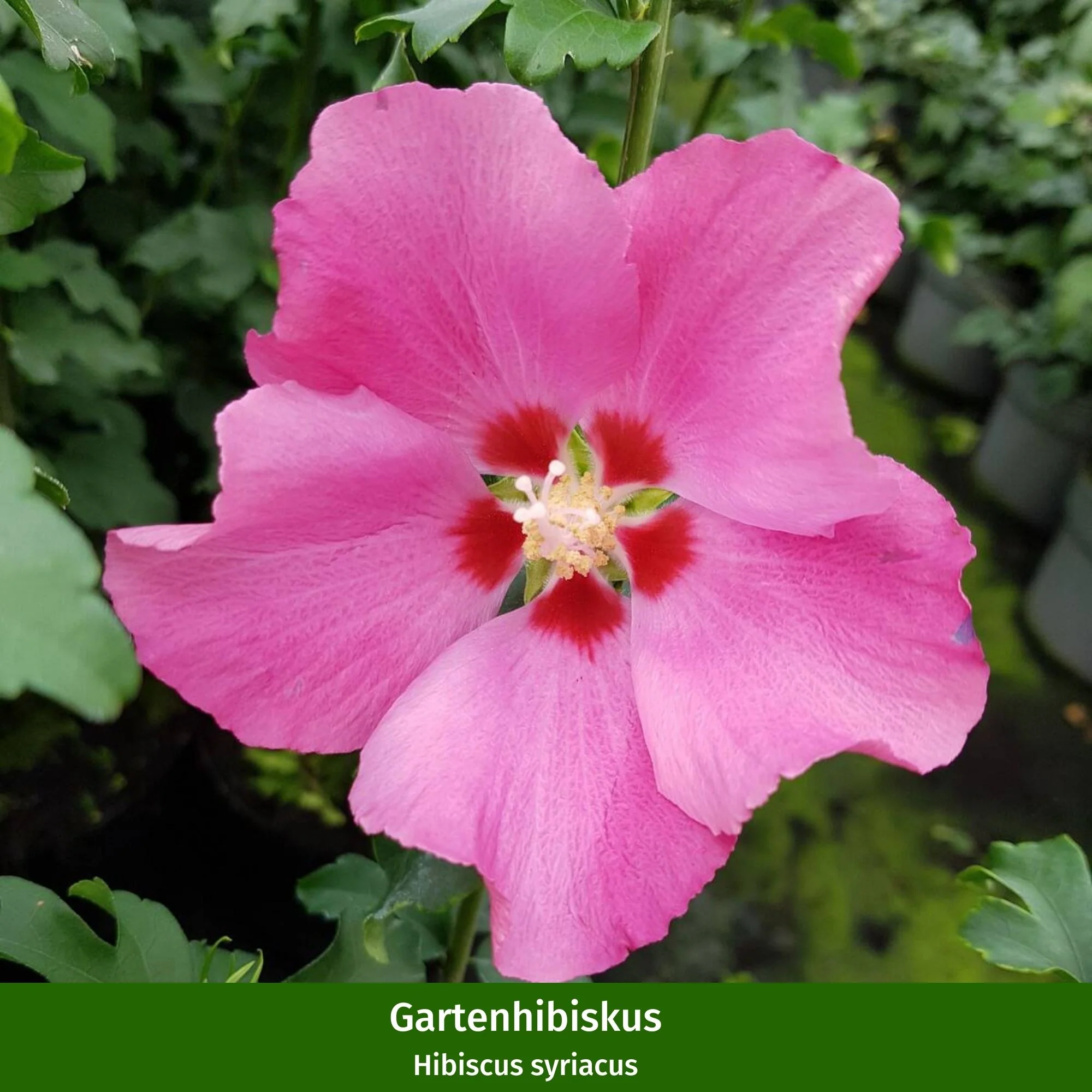 Gartenhibiskus Blau & Rosa, 2 Pflanzen - Image 3