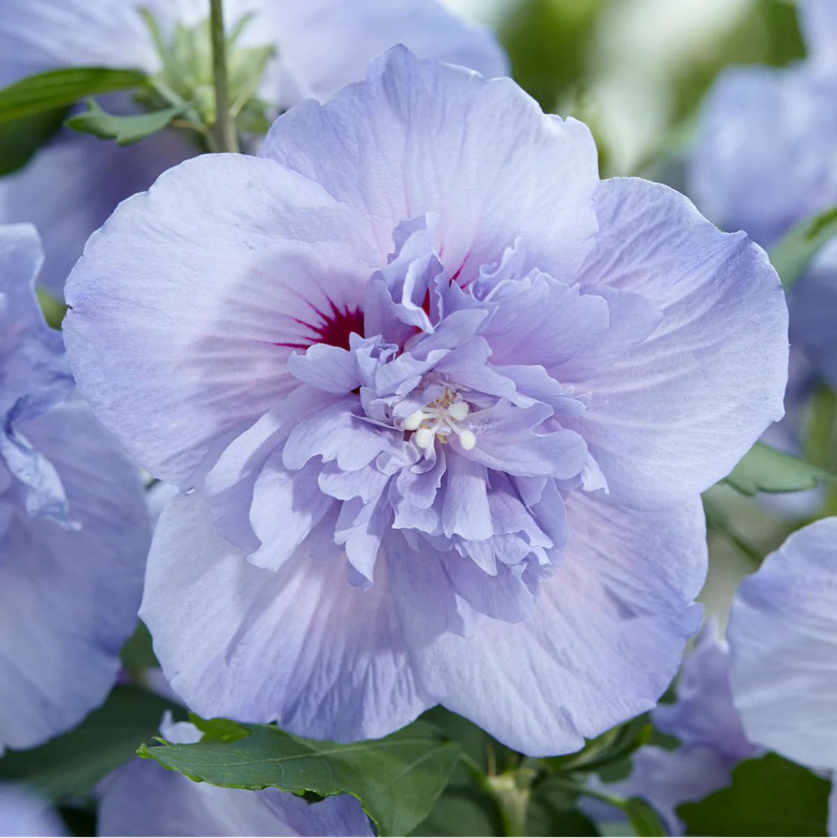 Gartenhibiskus 'Blue Chiffon'® - Image 2