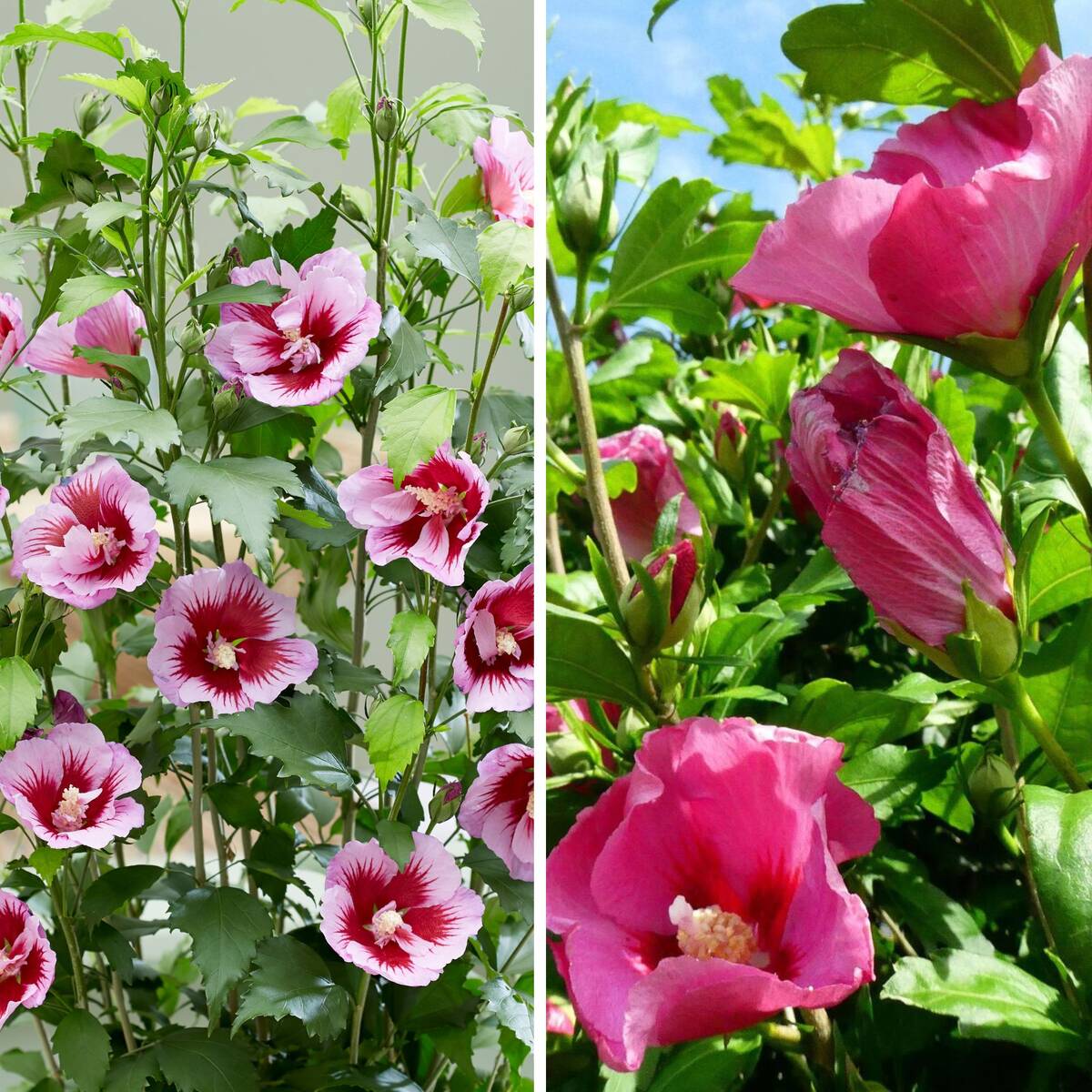 Gartenhibiskus 'Flower Tower®' Purple & Ruby, 2 Pflanzen