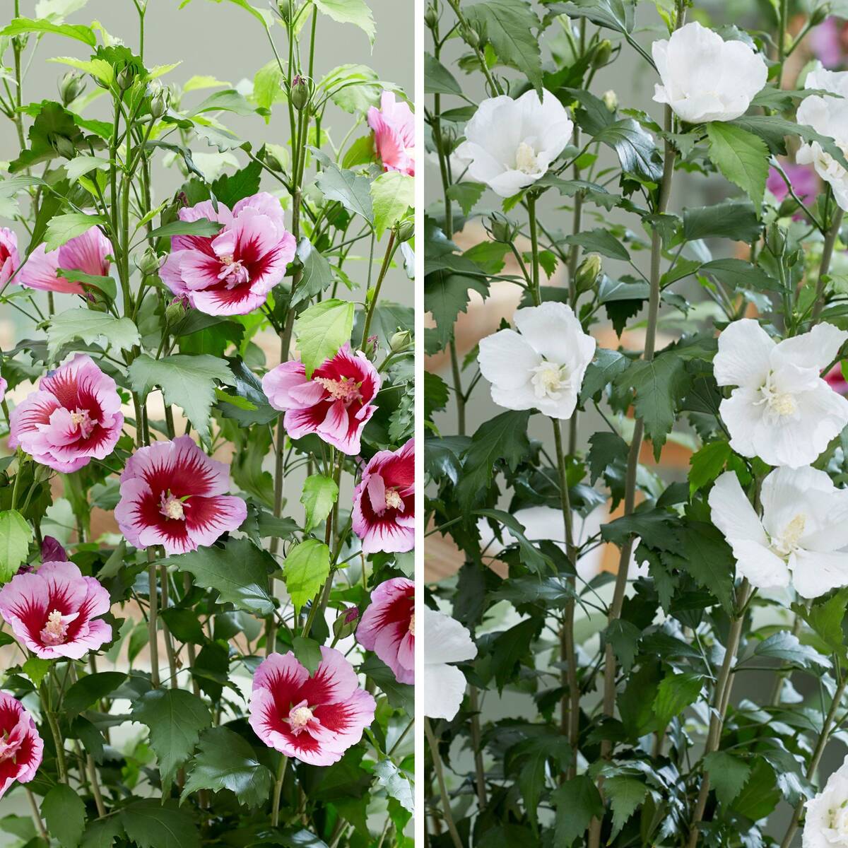 Gartenhibiskus 'Flower Tower®' White & Purple, 2 Pflanzen