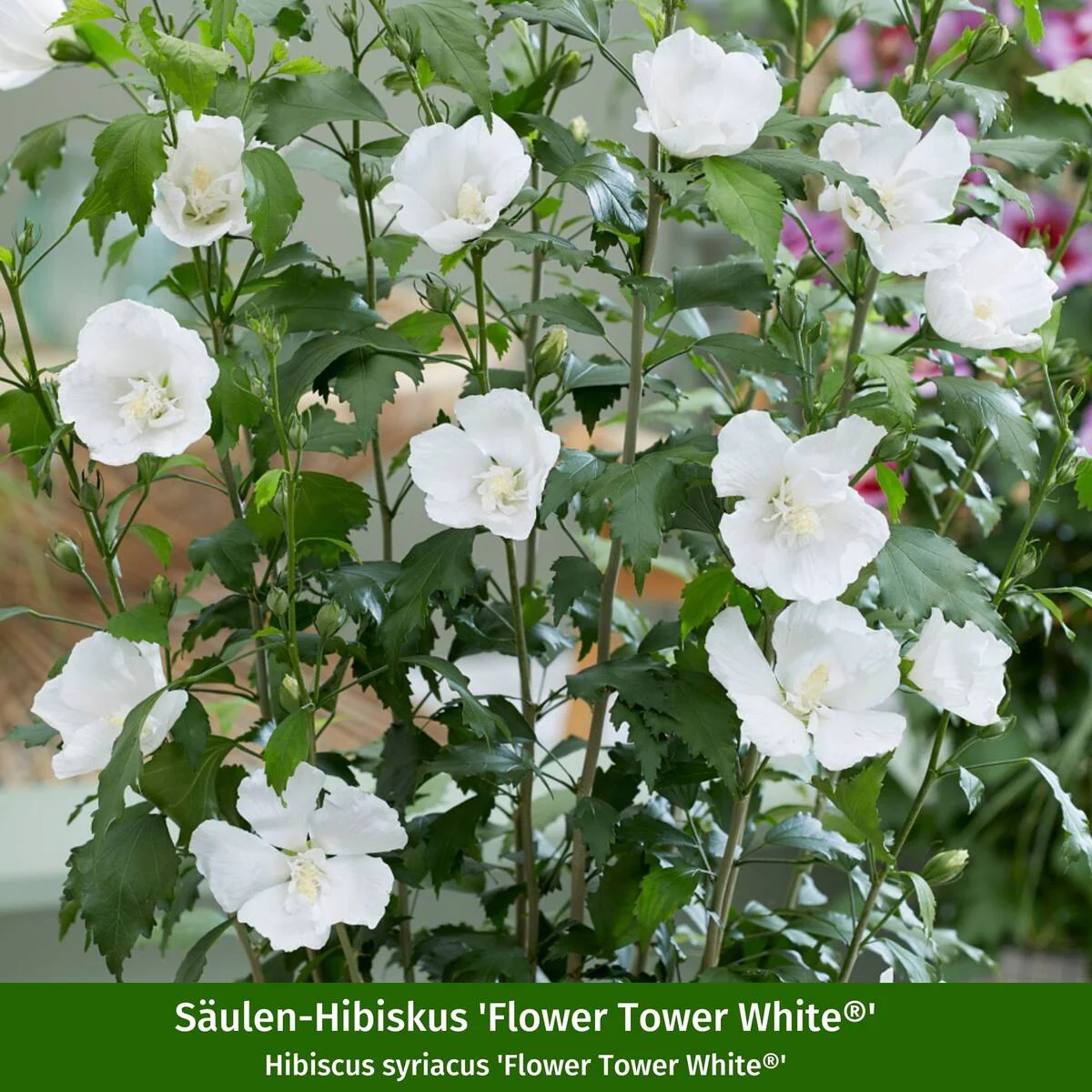 Gartenhibiskus 'Flower Tower®' White & Purple, 2 Pflanzen - Image 2