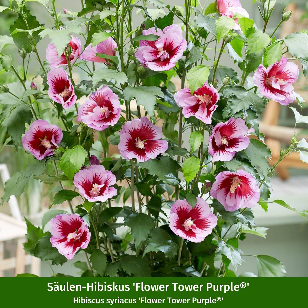 Gartenhibiskus 'Flower Tower®' White & Purple, 2 Pflanzen - Image 3