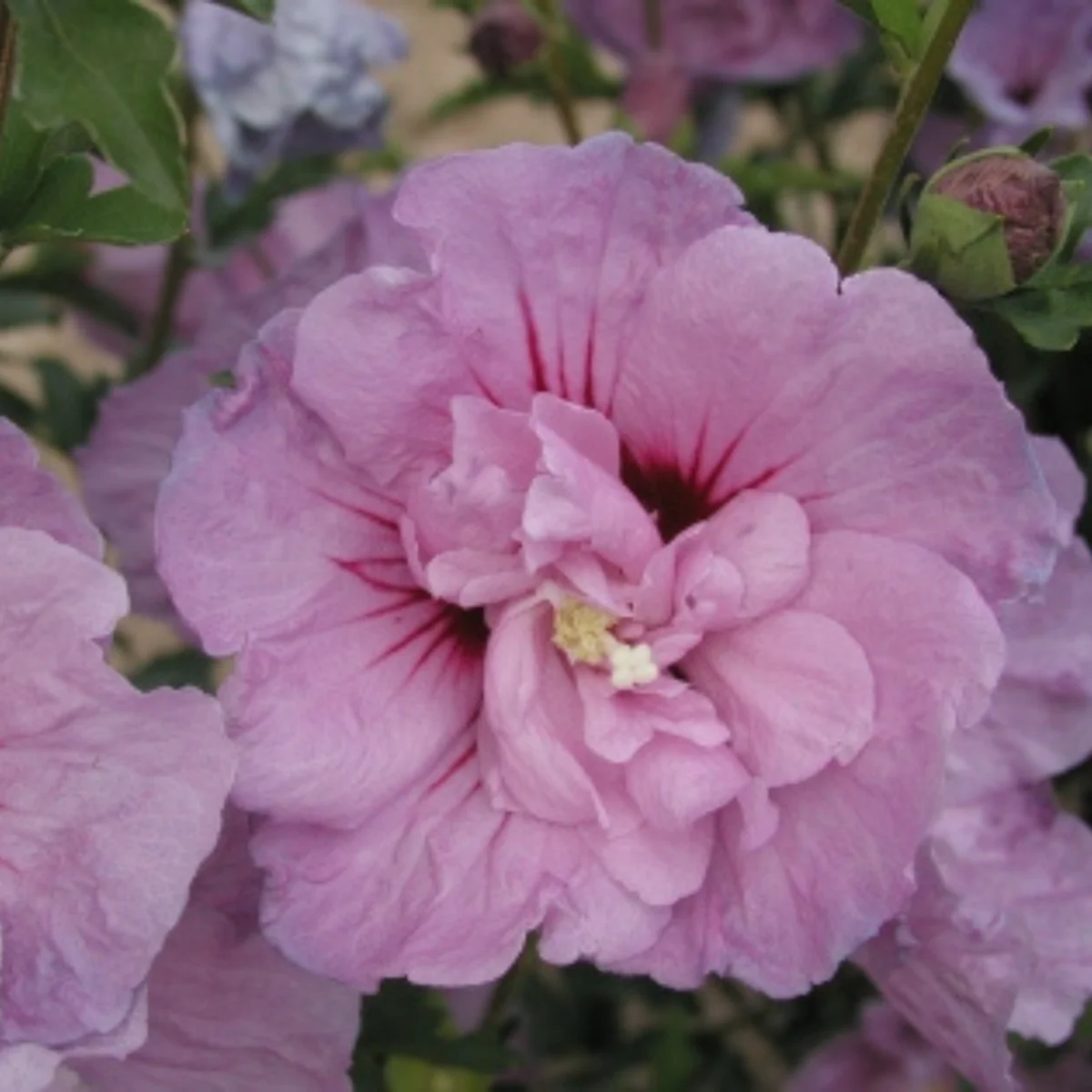 Gartenhibiskus 'Lavender Chiffon'® - Image 2