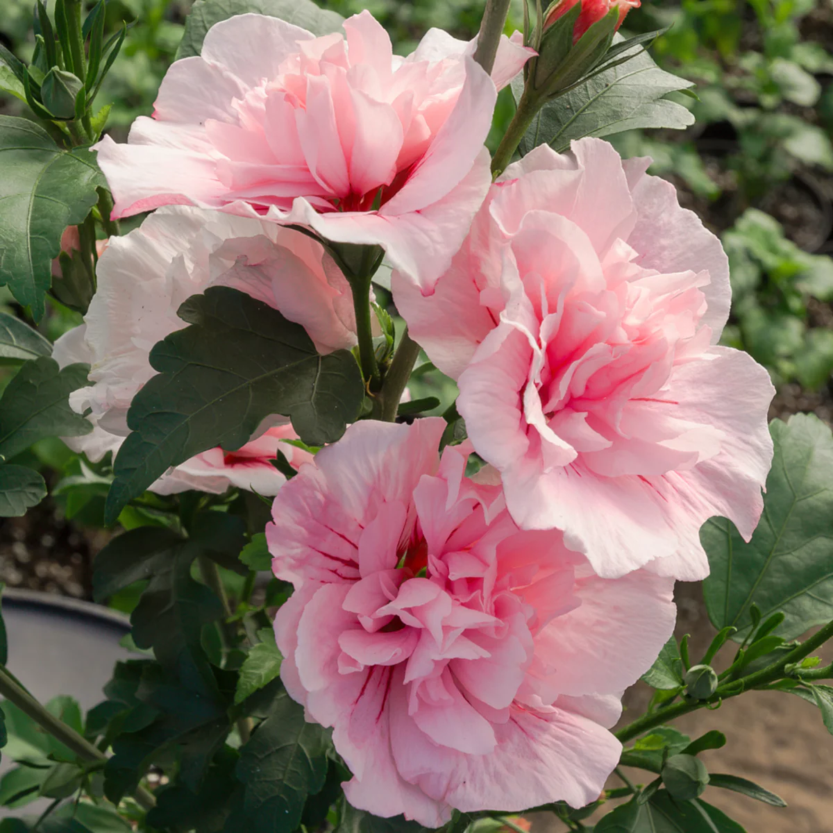 Gartenhibiskus 'Pink Chiffon®'
