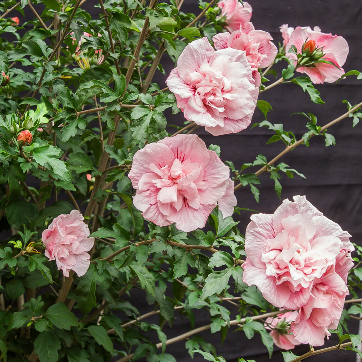 Gartenhibiskus 'Pink Chiffon®' - Image 2