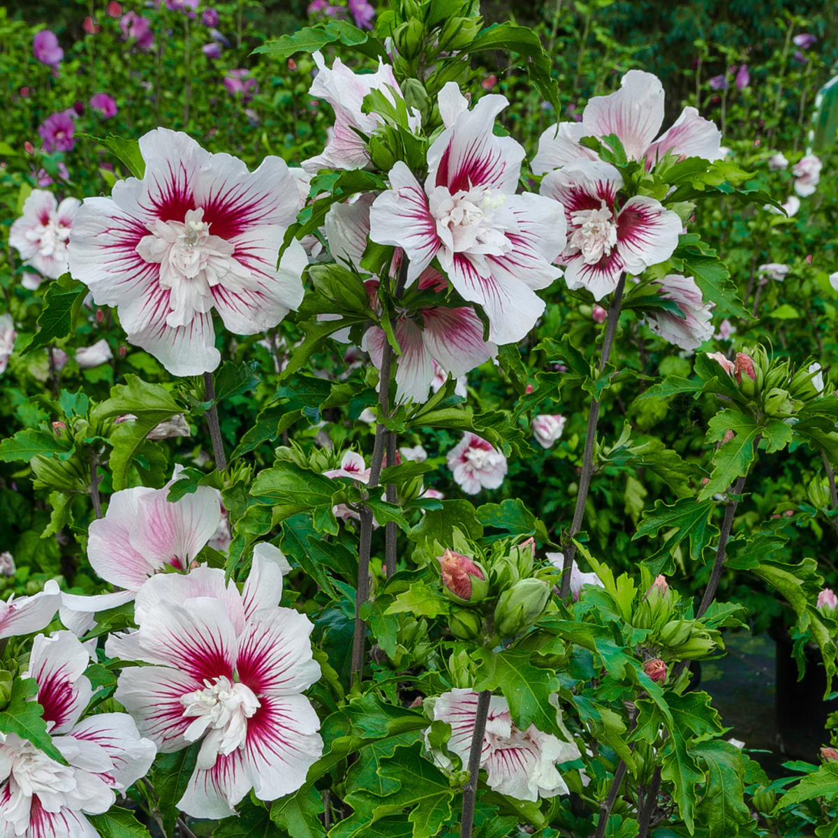 Gartenhibiskus 'Starburst Chiffon®' - Image 2